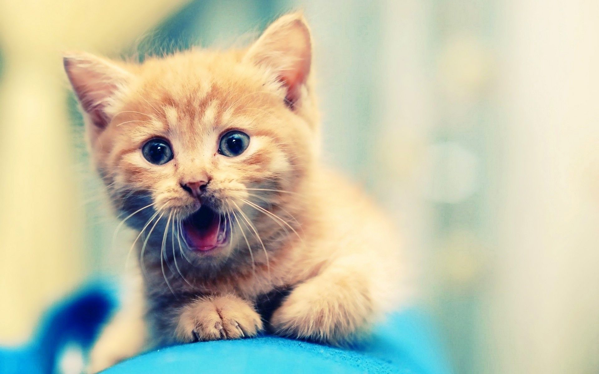 Cute Kitten Wallpaperwallpaperafari.com