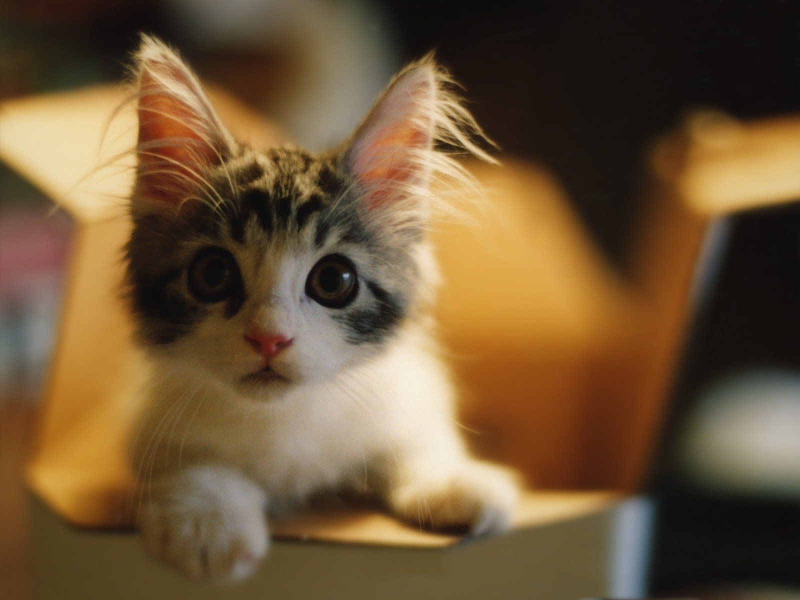 cats, Animals, Curious, Shock, Kittens .wallup.net