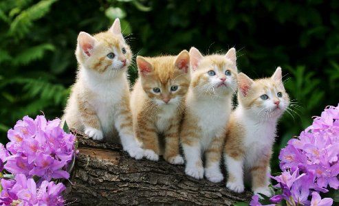 Curious Kittens Desktop Background .netresim.com