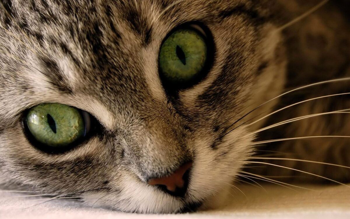 Curious, Cat, Kittens, Widescreen .thewallpaper.co