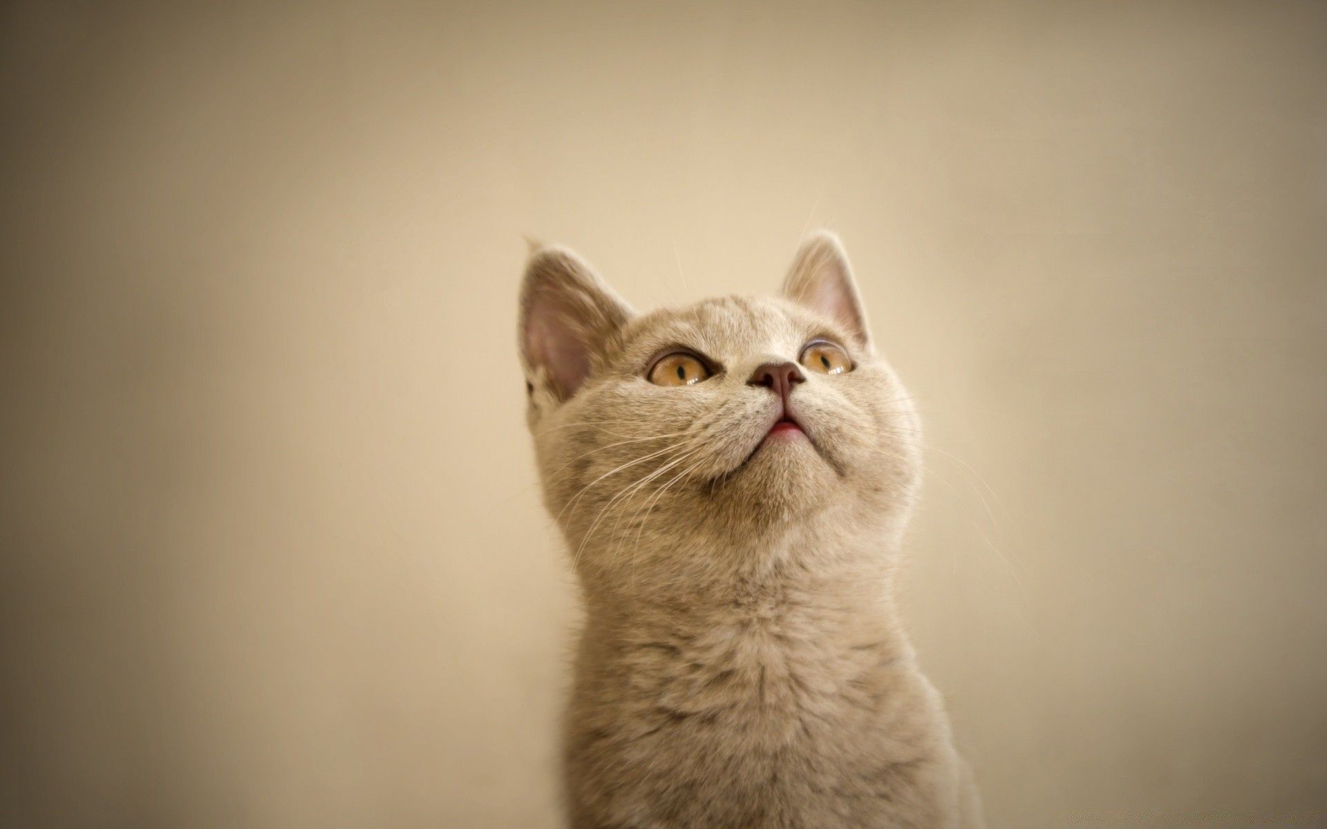 Curious Cat Looking Up Wallpapermillion Wallpaper.com