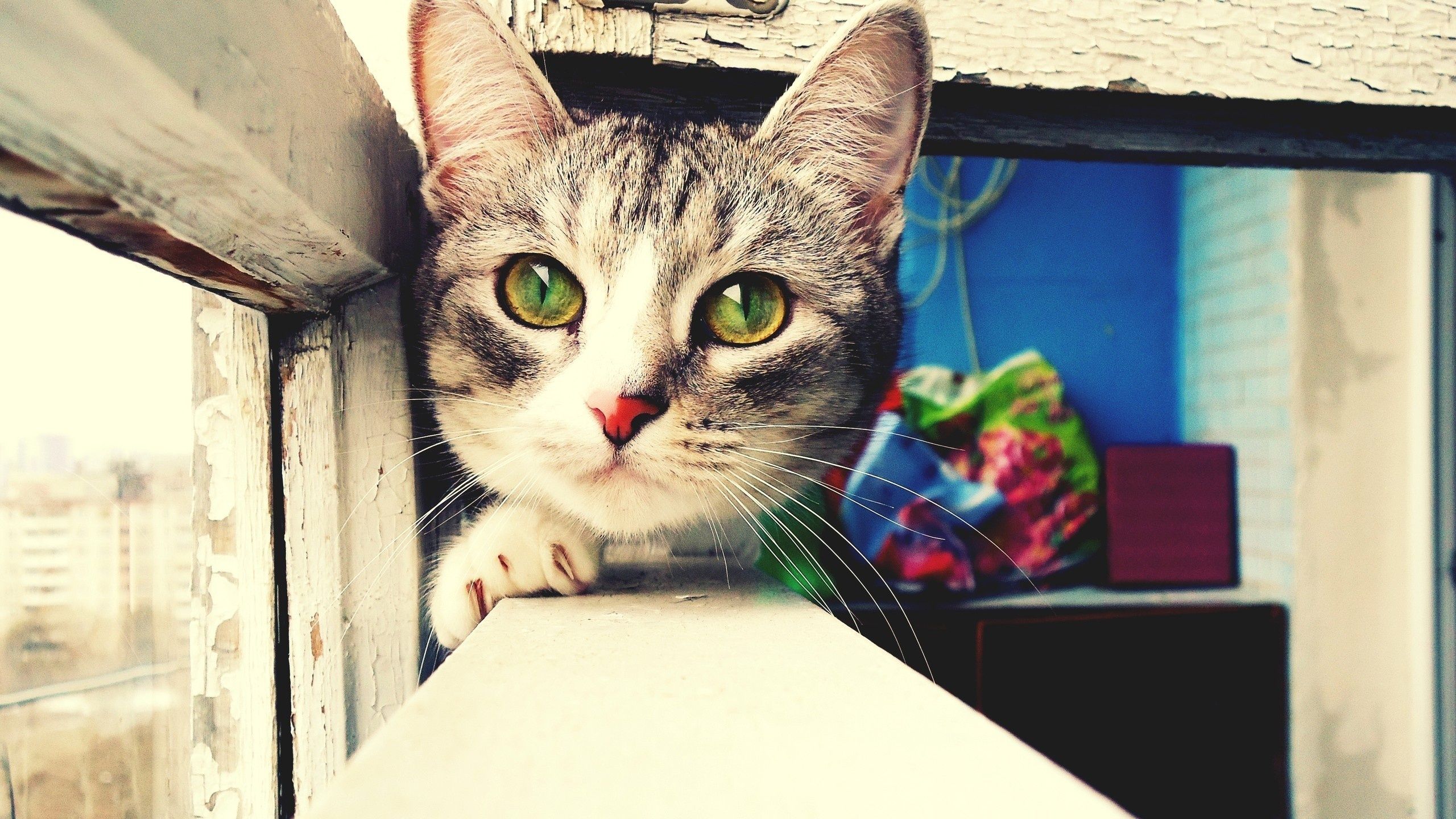 Green Eyed Curious Cat Desktop Wallpaperdesktopwalls.net