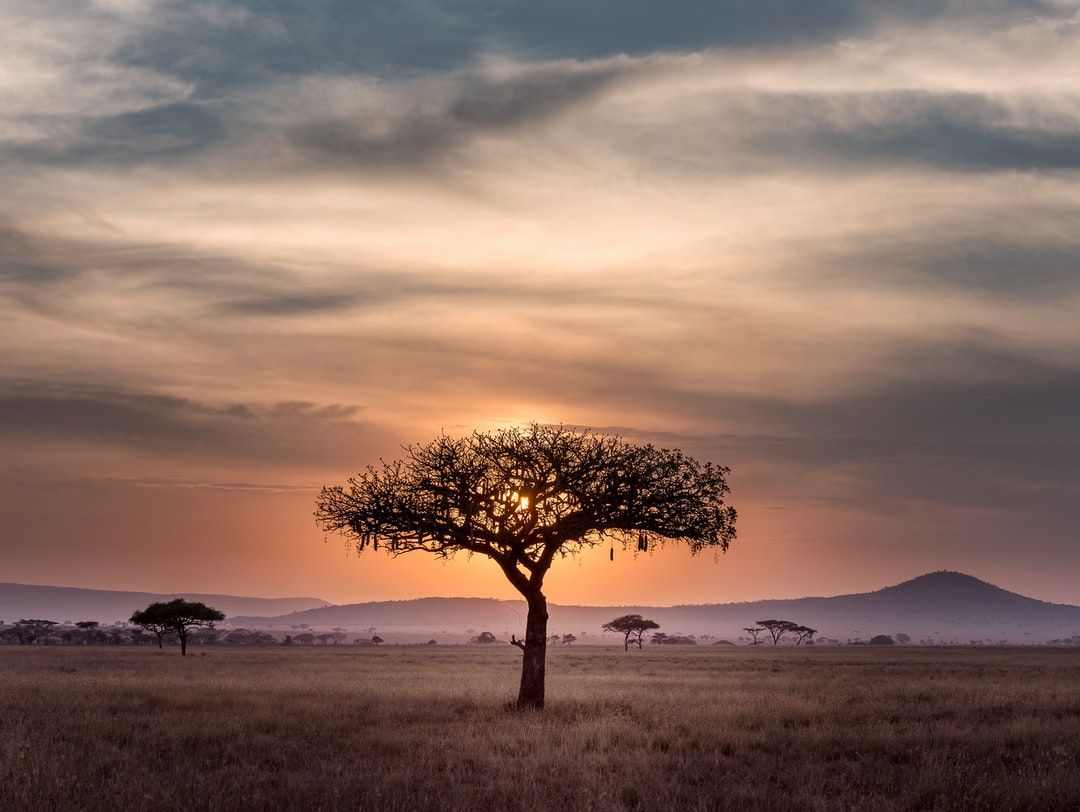 Stunning Africa Picture .com