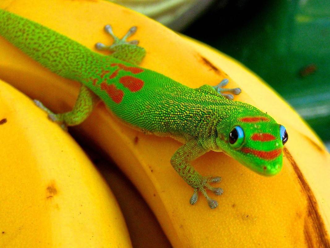 Free download gold dust day gecko tortoise baby turtles [1067x800] for your Desktop, Mobile & Tablet. Explore Giant Day Gecko Wallpaper. Giant Day Gecko Wallpaper