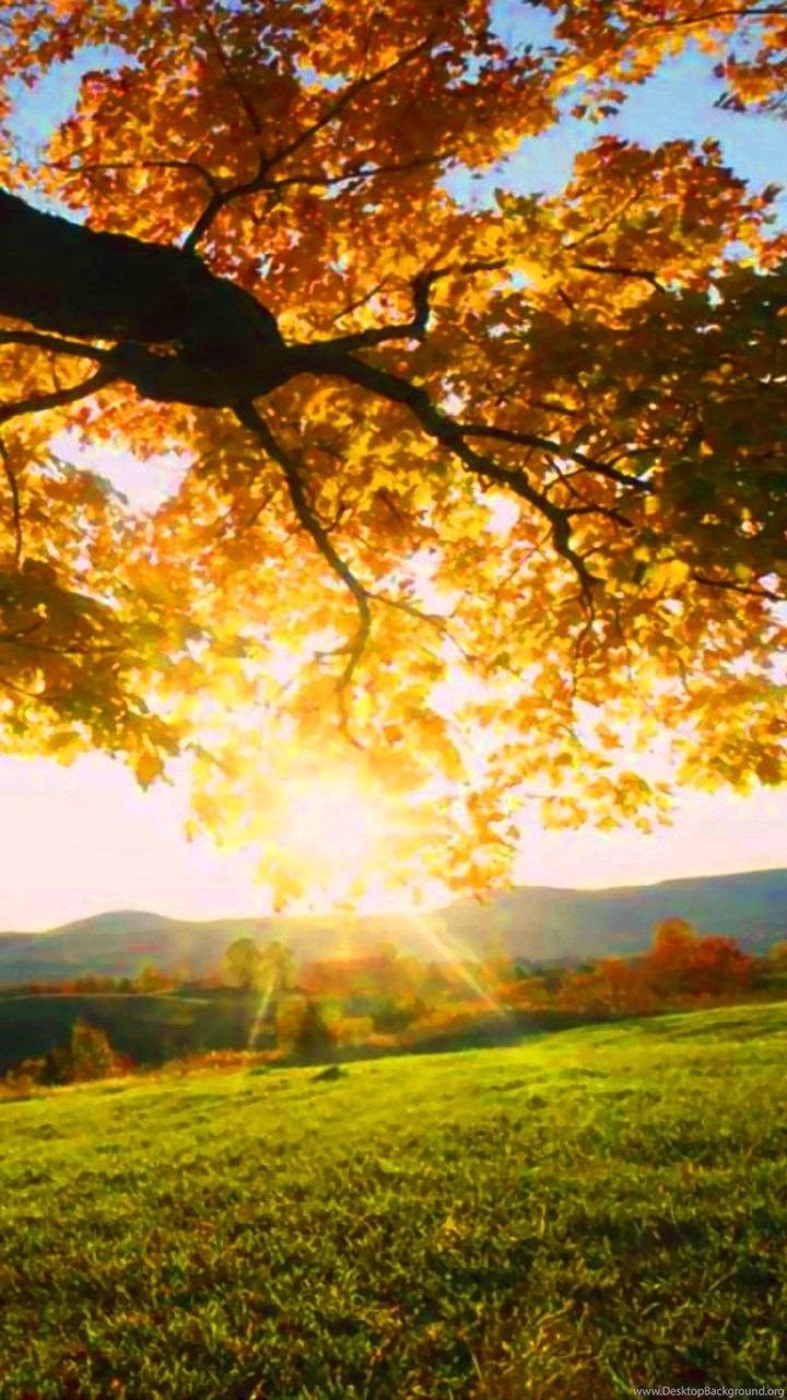Nature Scene Mobile Android Wallpaper .desktopbackground.org