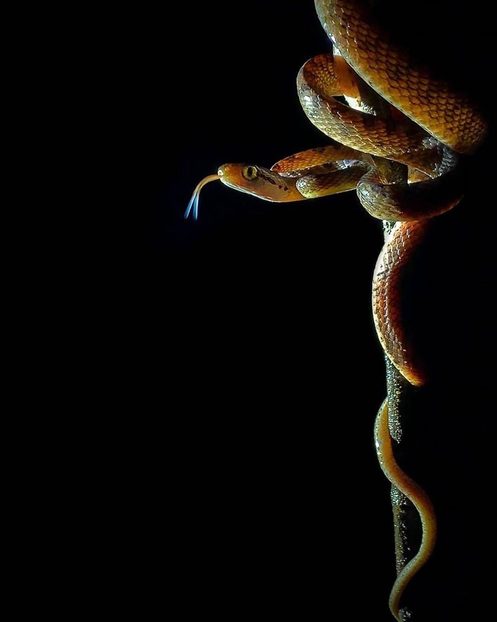 Gold Snakes Wallpapers Wallpaper Cave