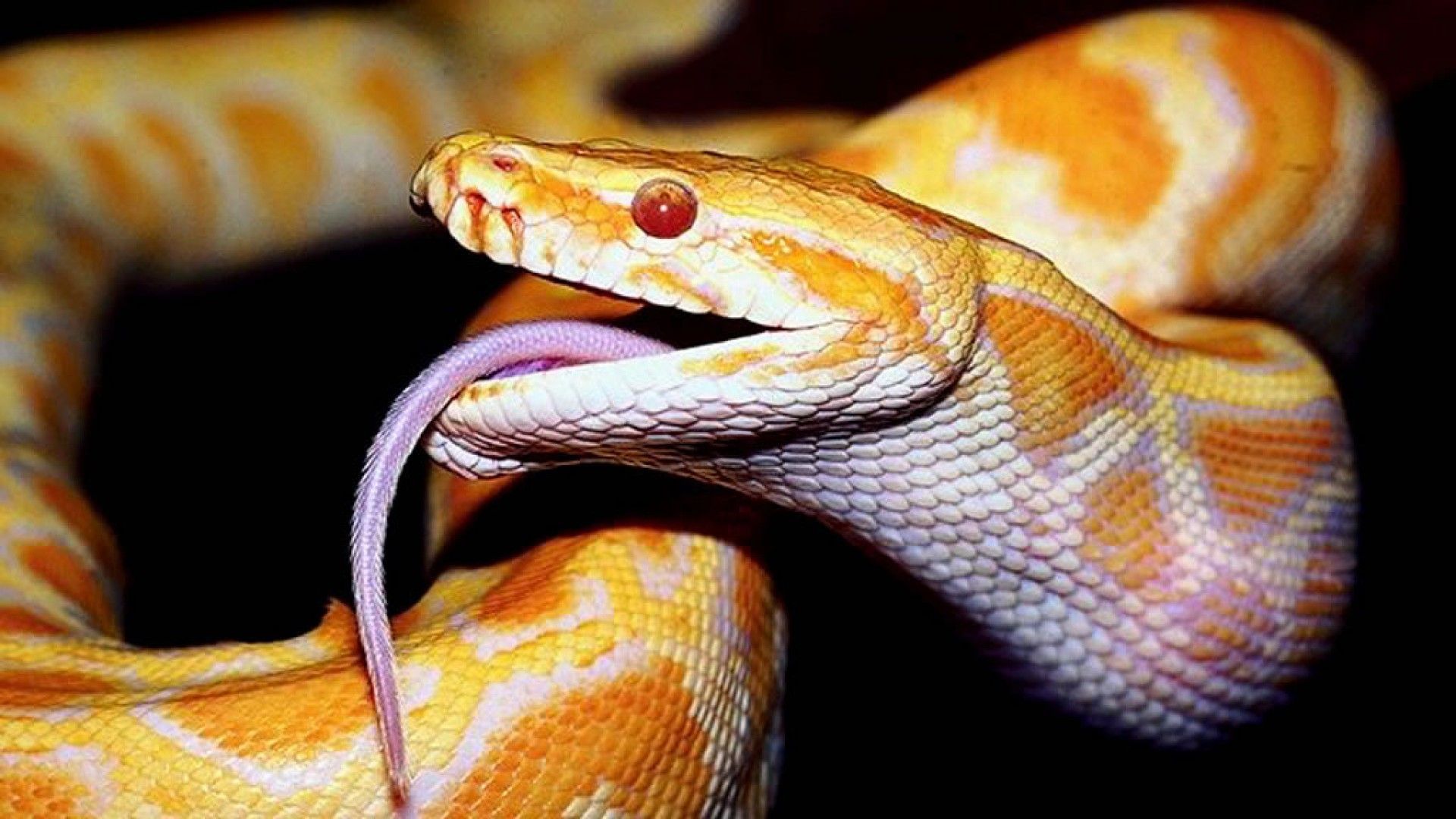 Gold Snakes Wallpapers Wallpaper Cave