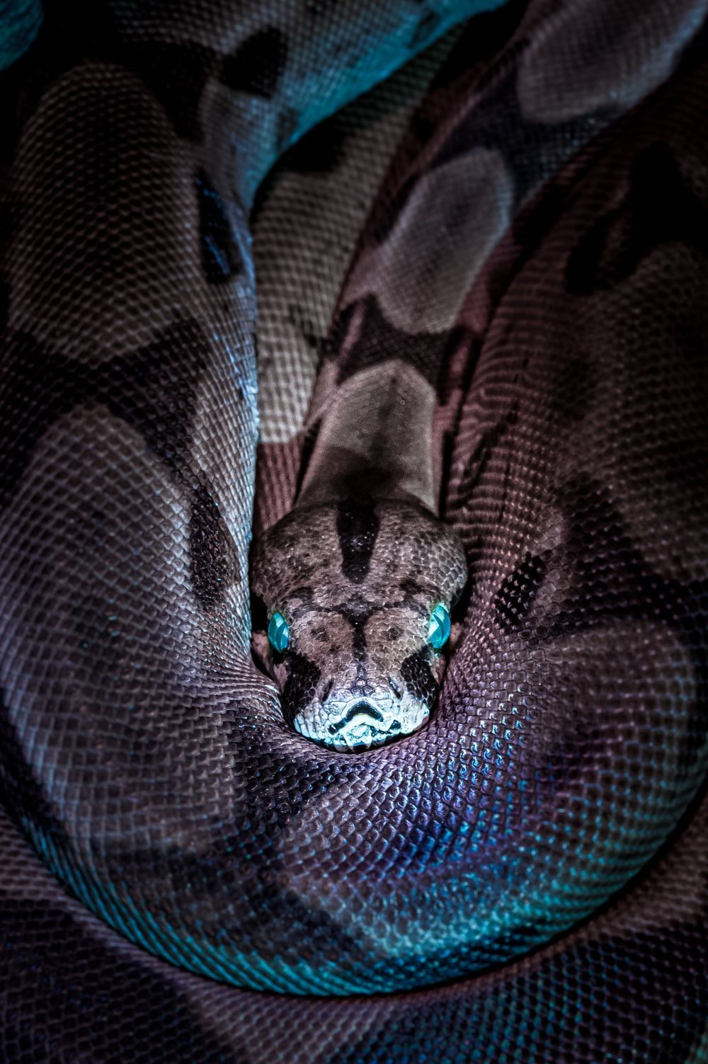 Snake Picture. Download Free Image .com