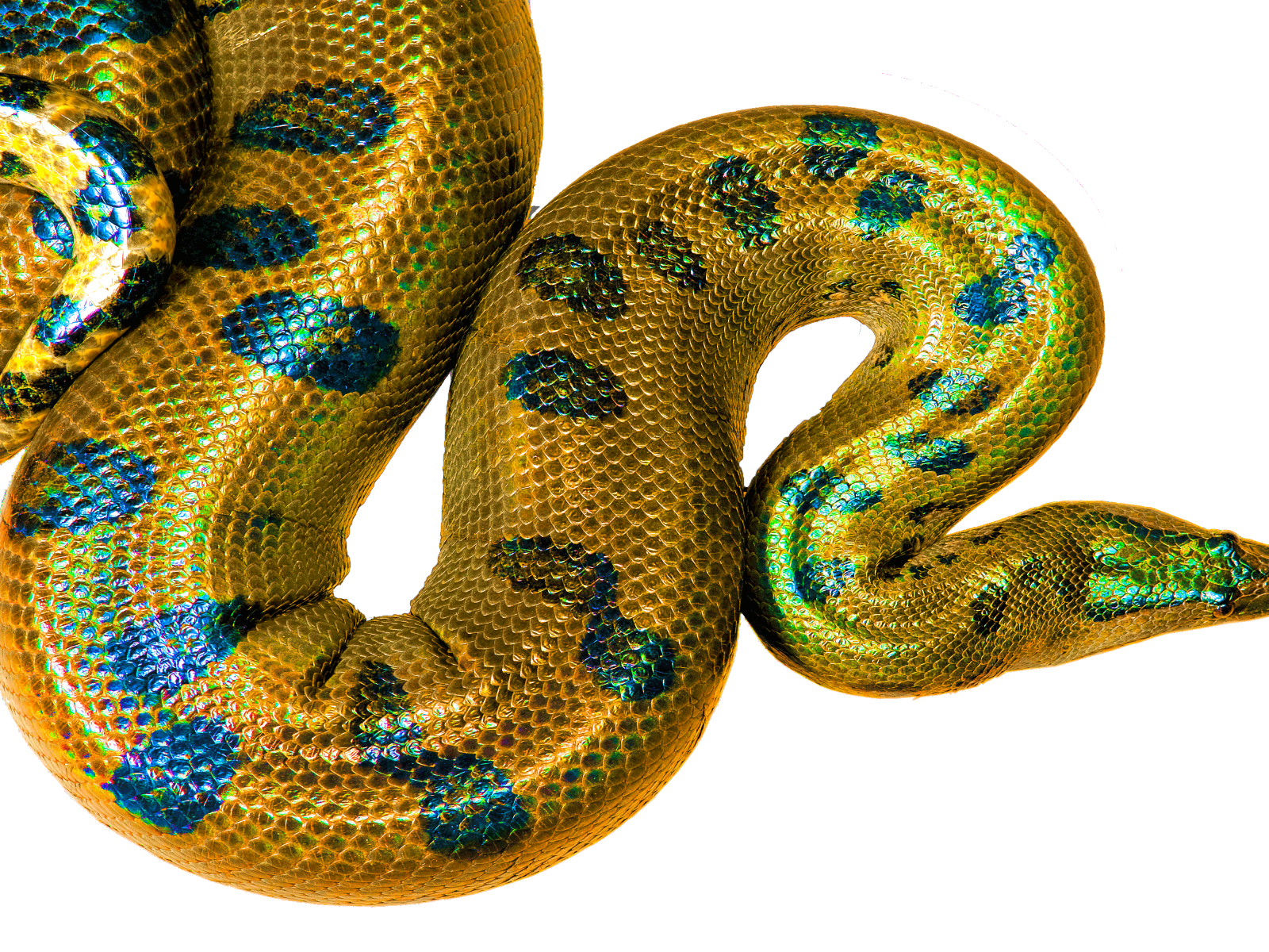 Gold Aanakonda Download Desktop .wallpaper13.com