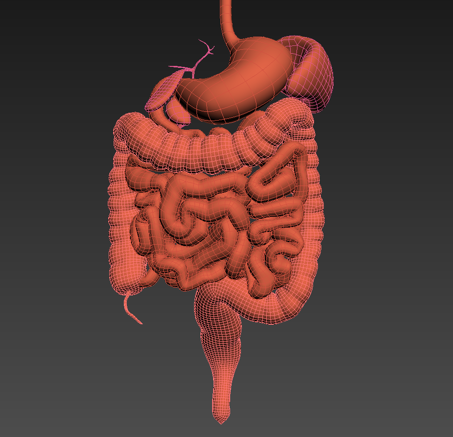 Digestive system. Animated. Human .com