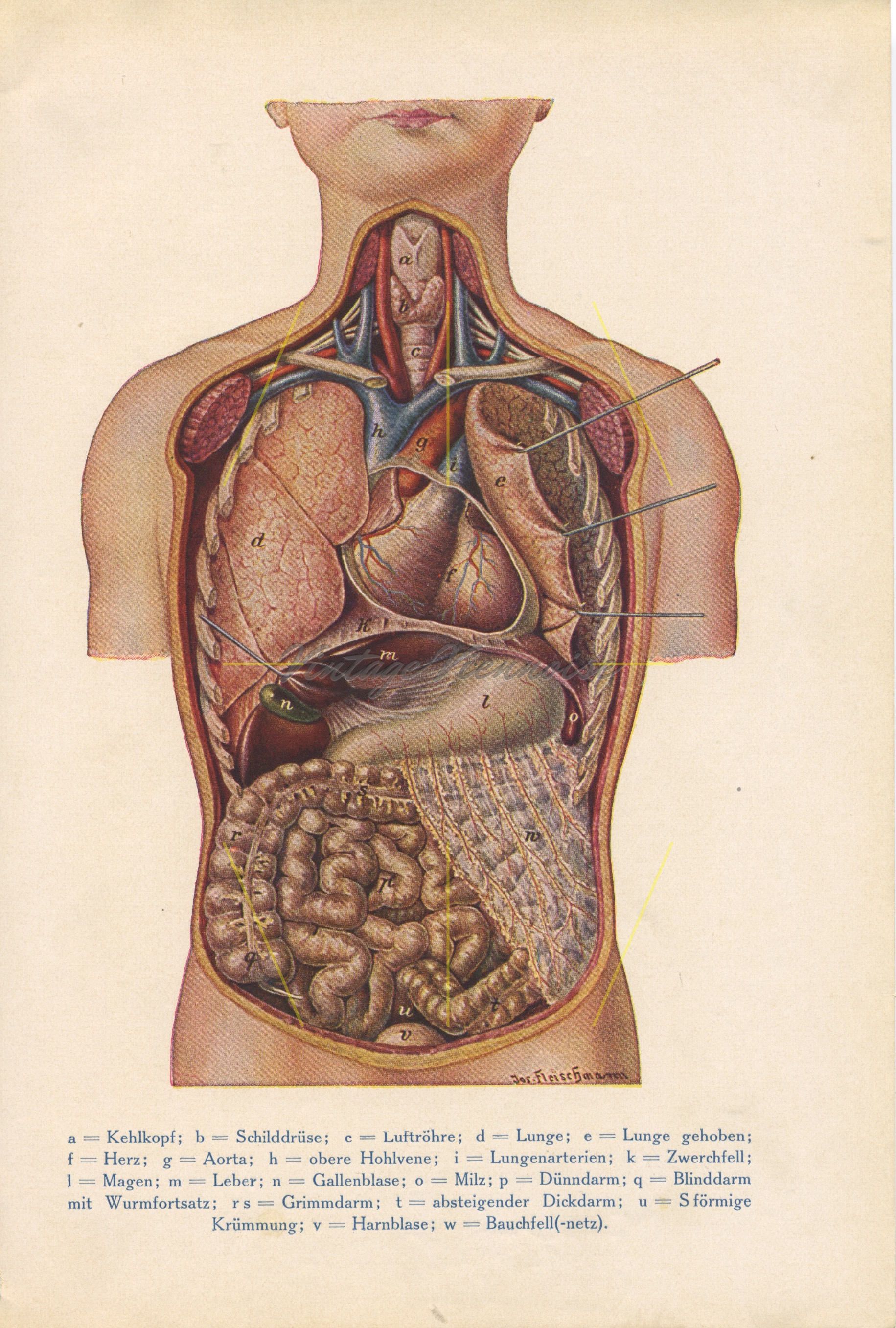 Vintage anatomy art print. Digestive .com