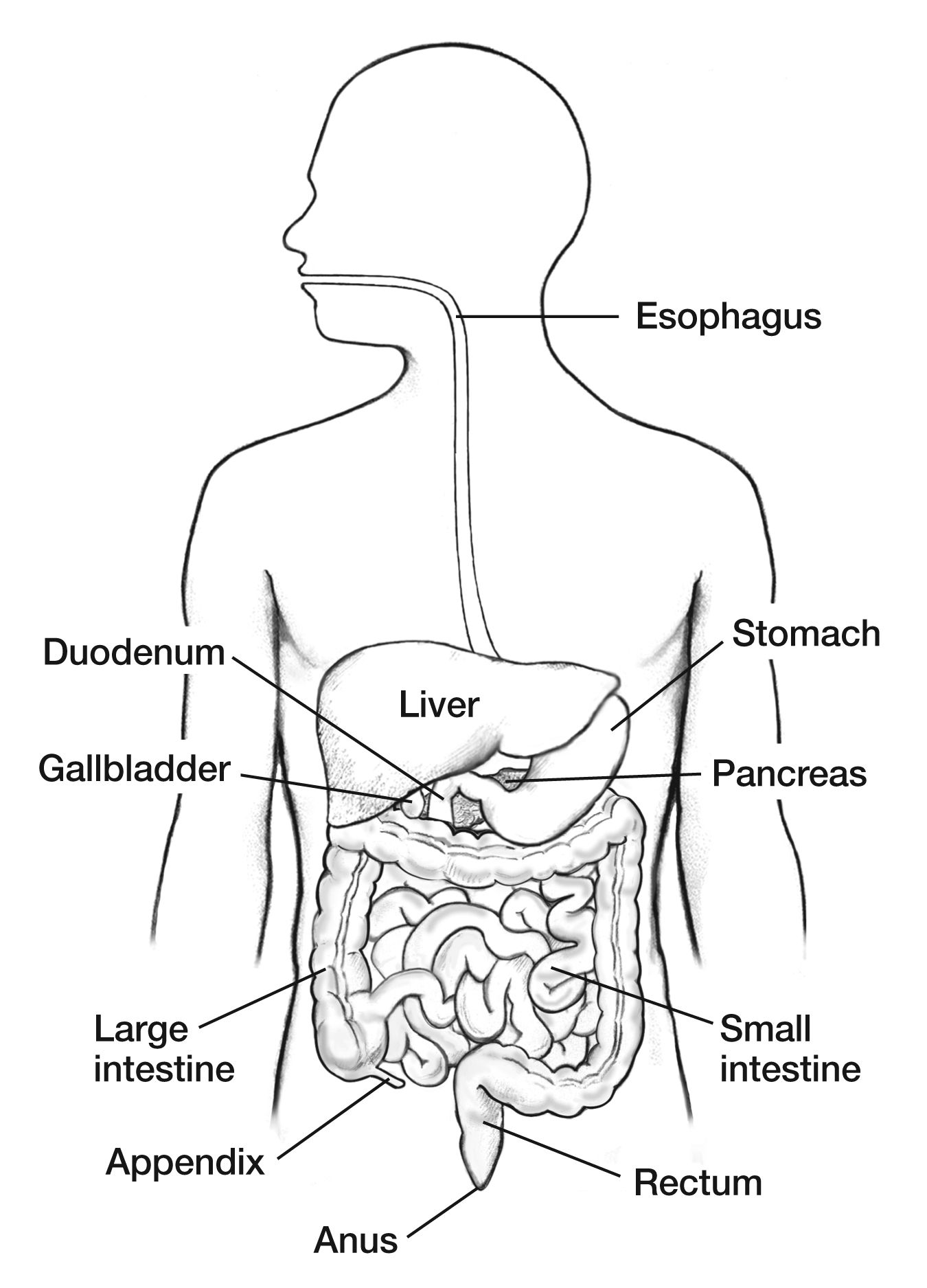 The Esophagus Diseases Of The Digestive .freefoto.ca