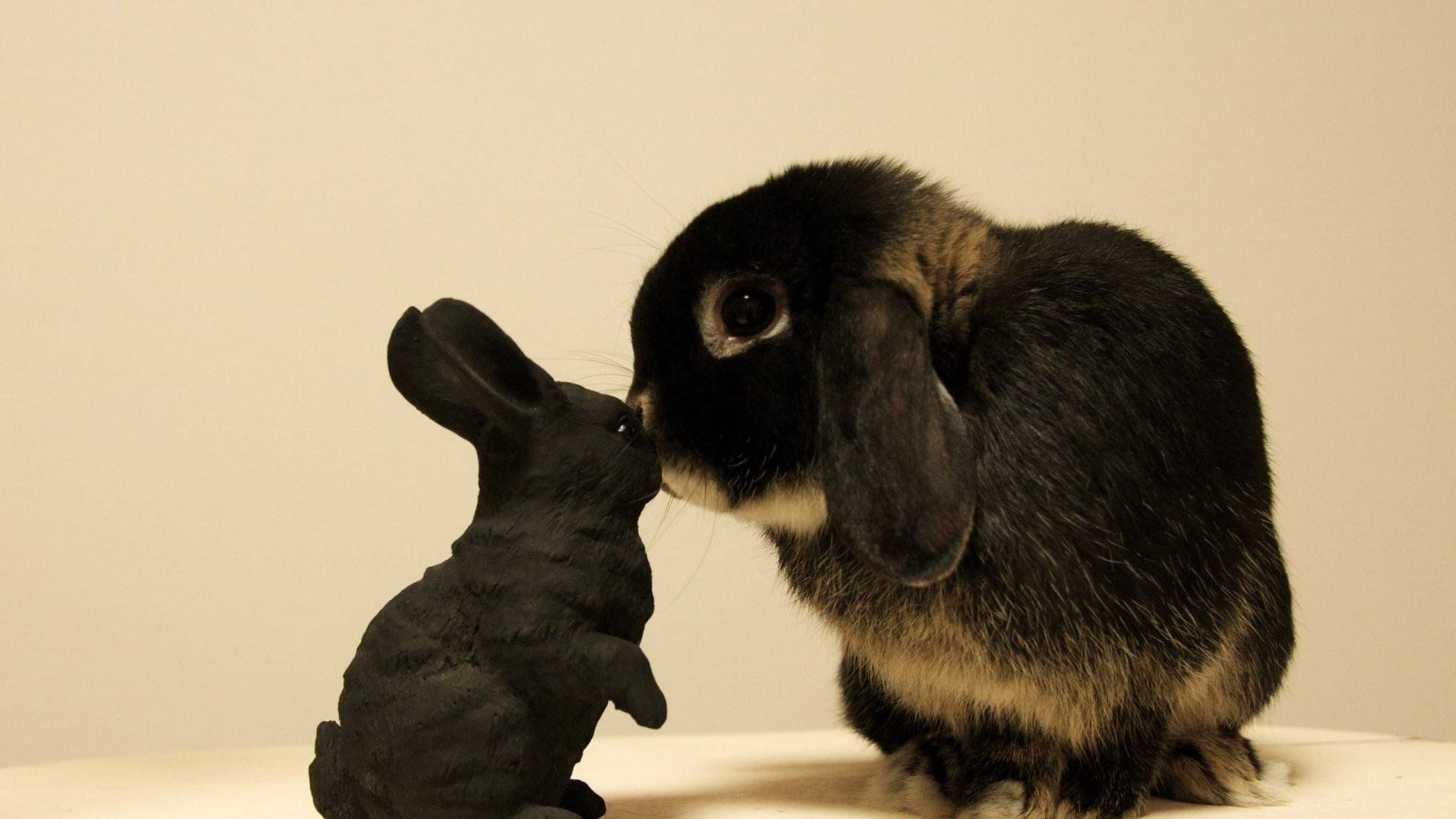 Black Rabbit kissing his son [1920x1080].com