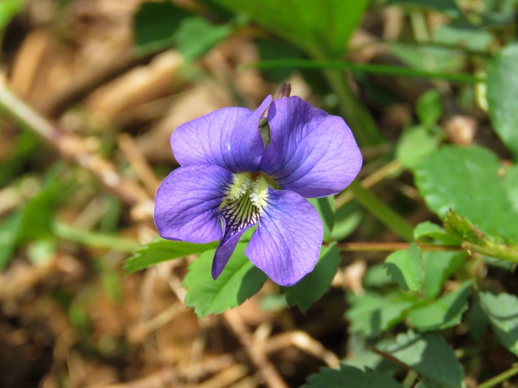 Common Blue Violet Viola sororia .marylandbiodiversity.com