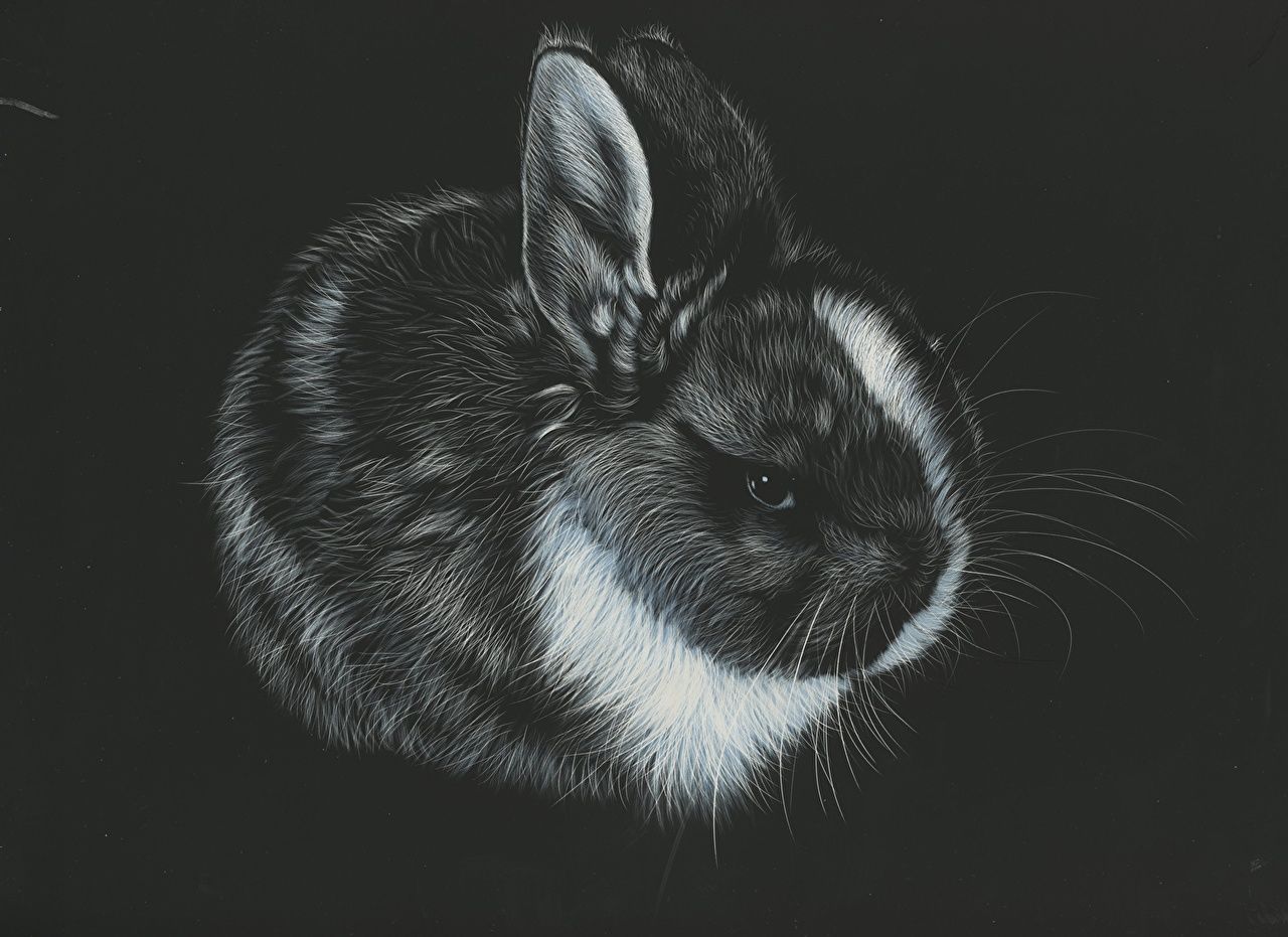 Black Rabbits Wallpapers - Wallpaper Cave