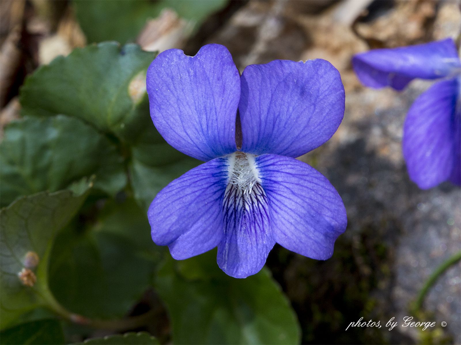 Common Blue Violet Viola sororia .wallacegeo.blogspot.com