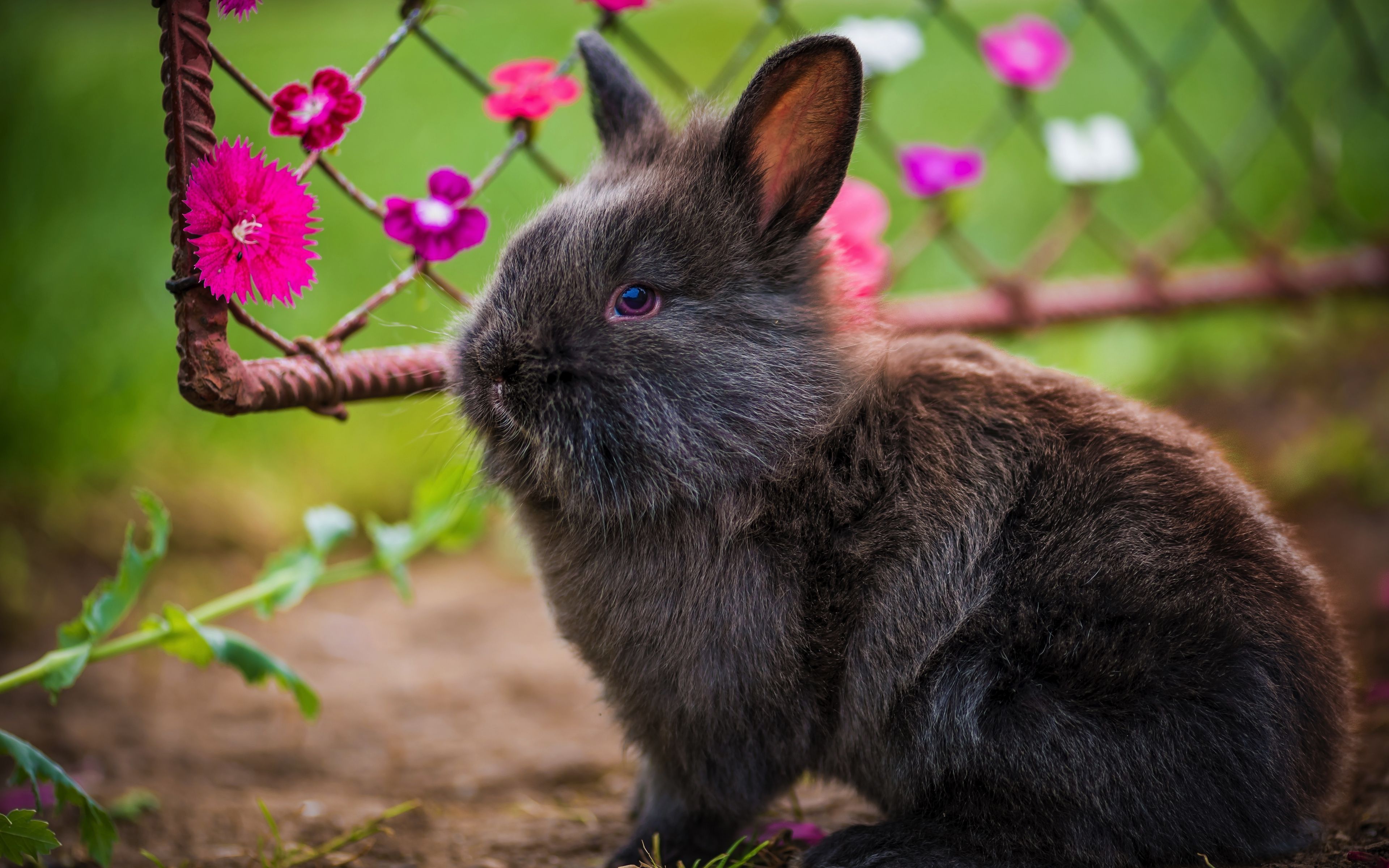 rabbit, 4k, cute animals, fluffy rabbit .besthqwallpaper.com