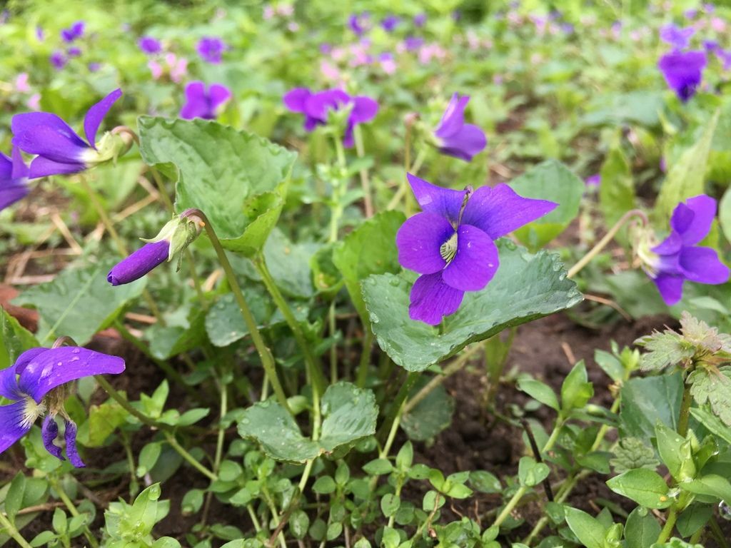 Identifying the Violets of Manhattan .inaturalist.org