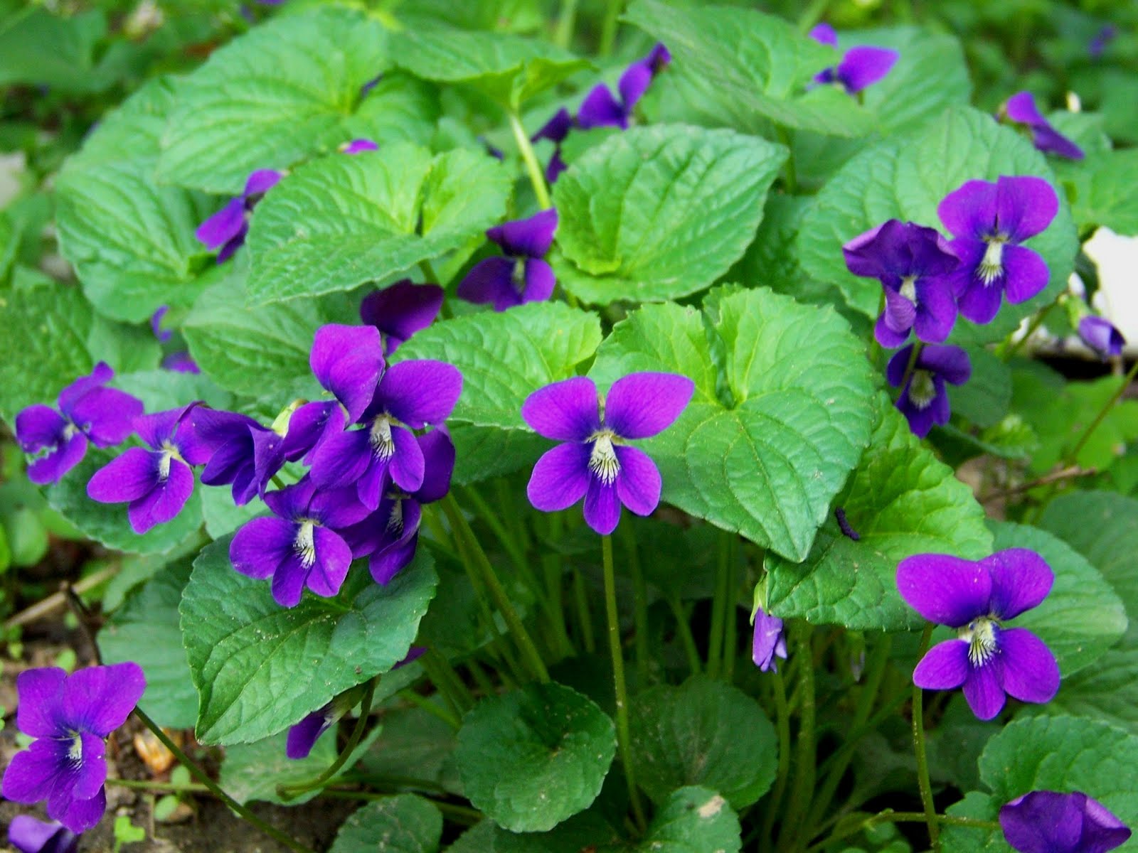 Flower: Violets and Pansies. Three .threehundredandsixtysix.wordpress.com