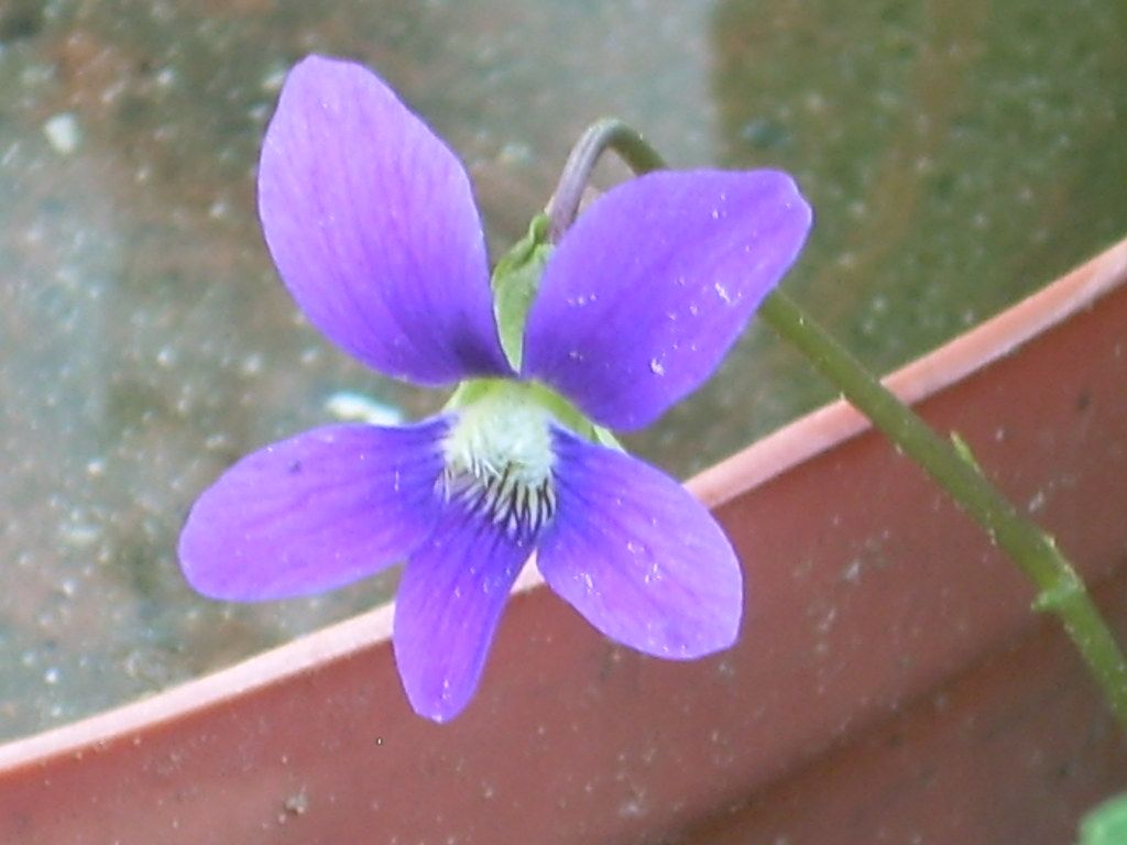 Common Blue Violet. Viola .flickr.com