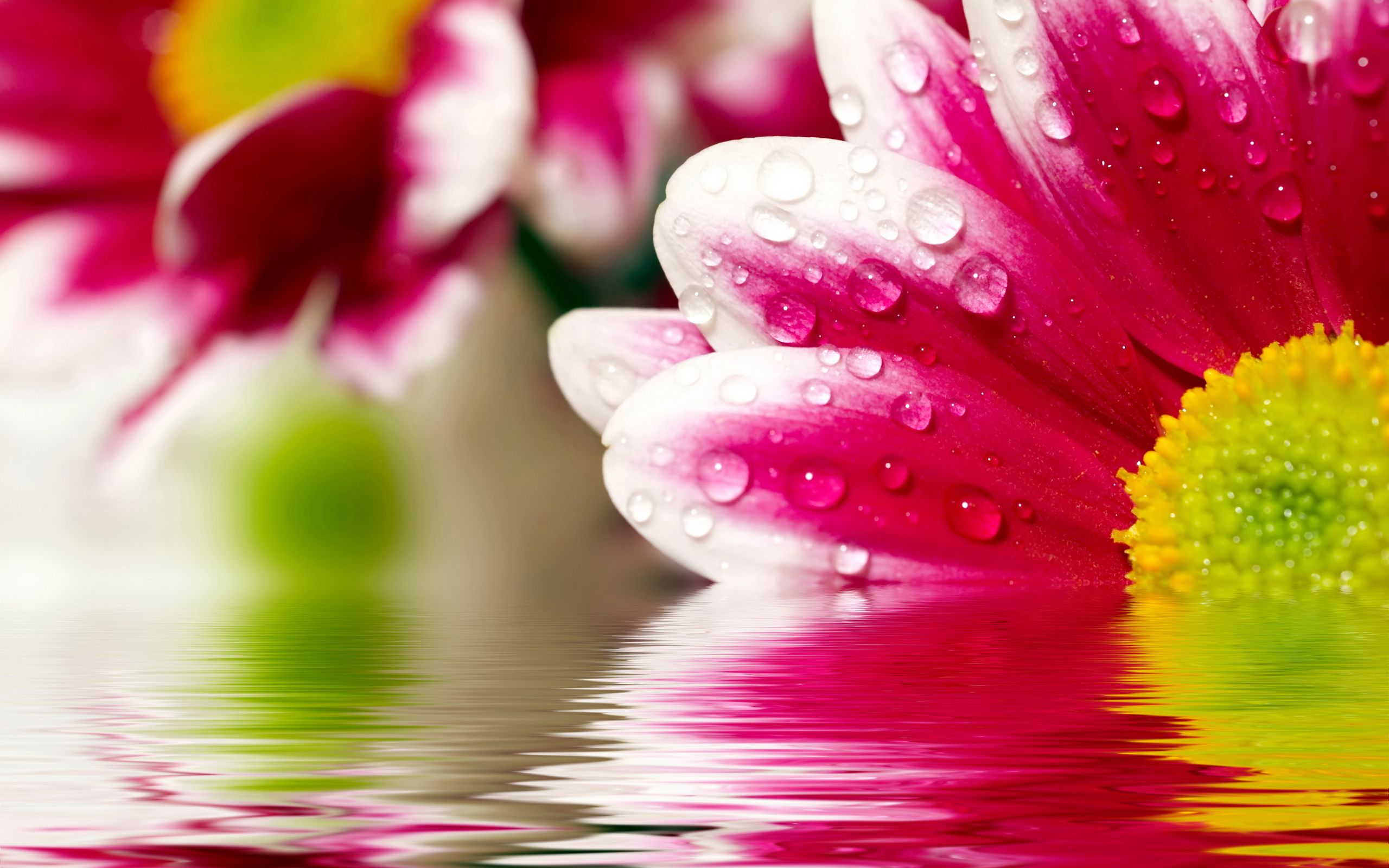 Flower Reflections Wallpaper. HD .hdwallpaper.in