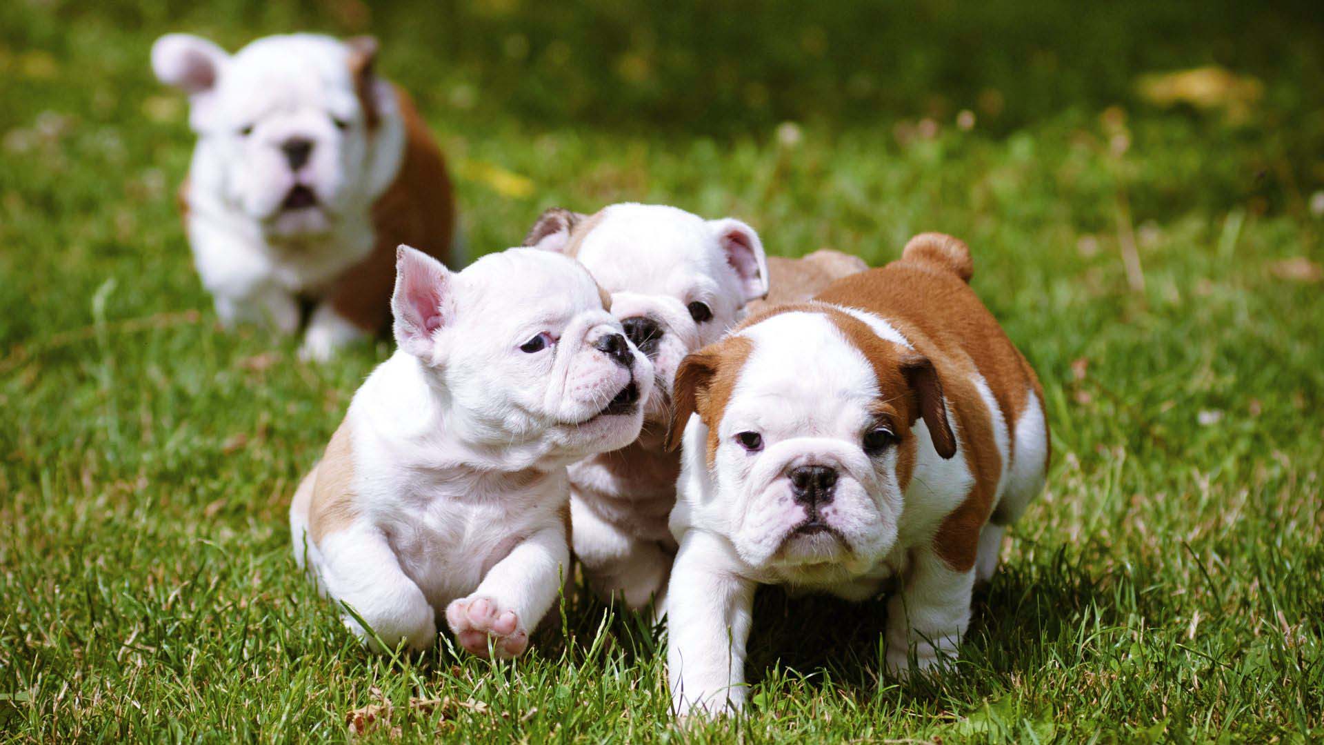 Bulldog Puppies Running Together .teahub.io