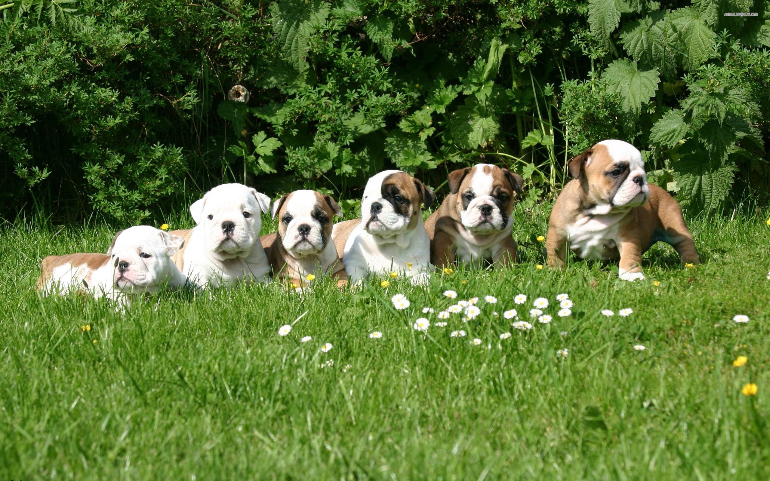 Cute English Bulldog Puppies Wallpaper .line.17qq.com