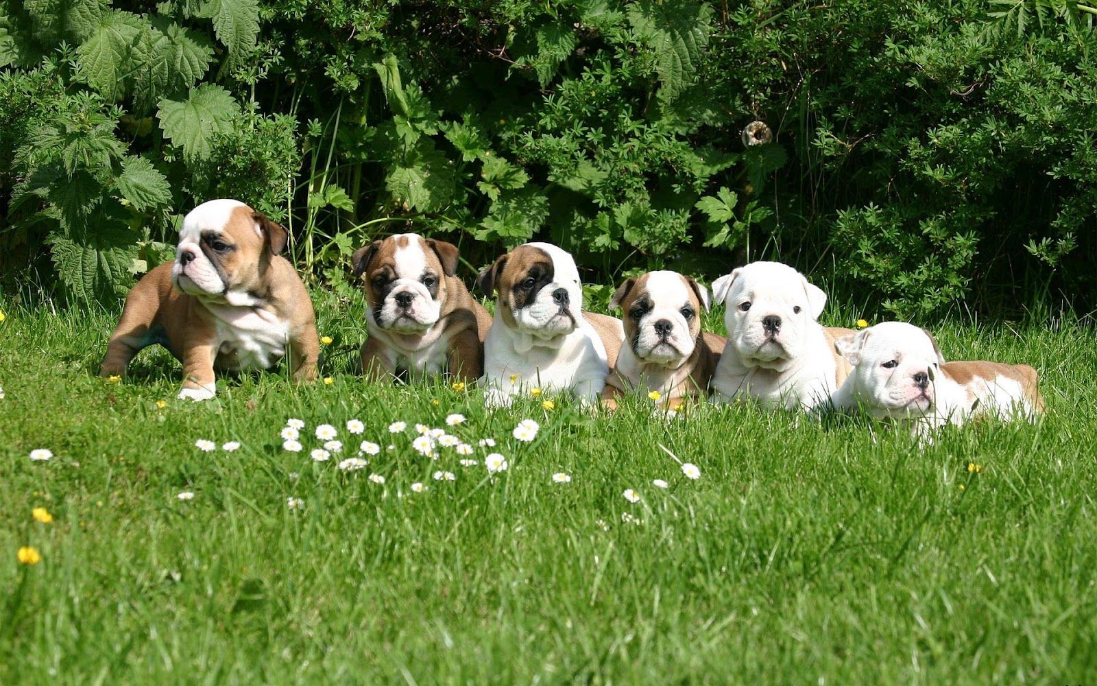 English Bulldog Puppies HD .teahub.io