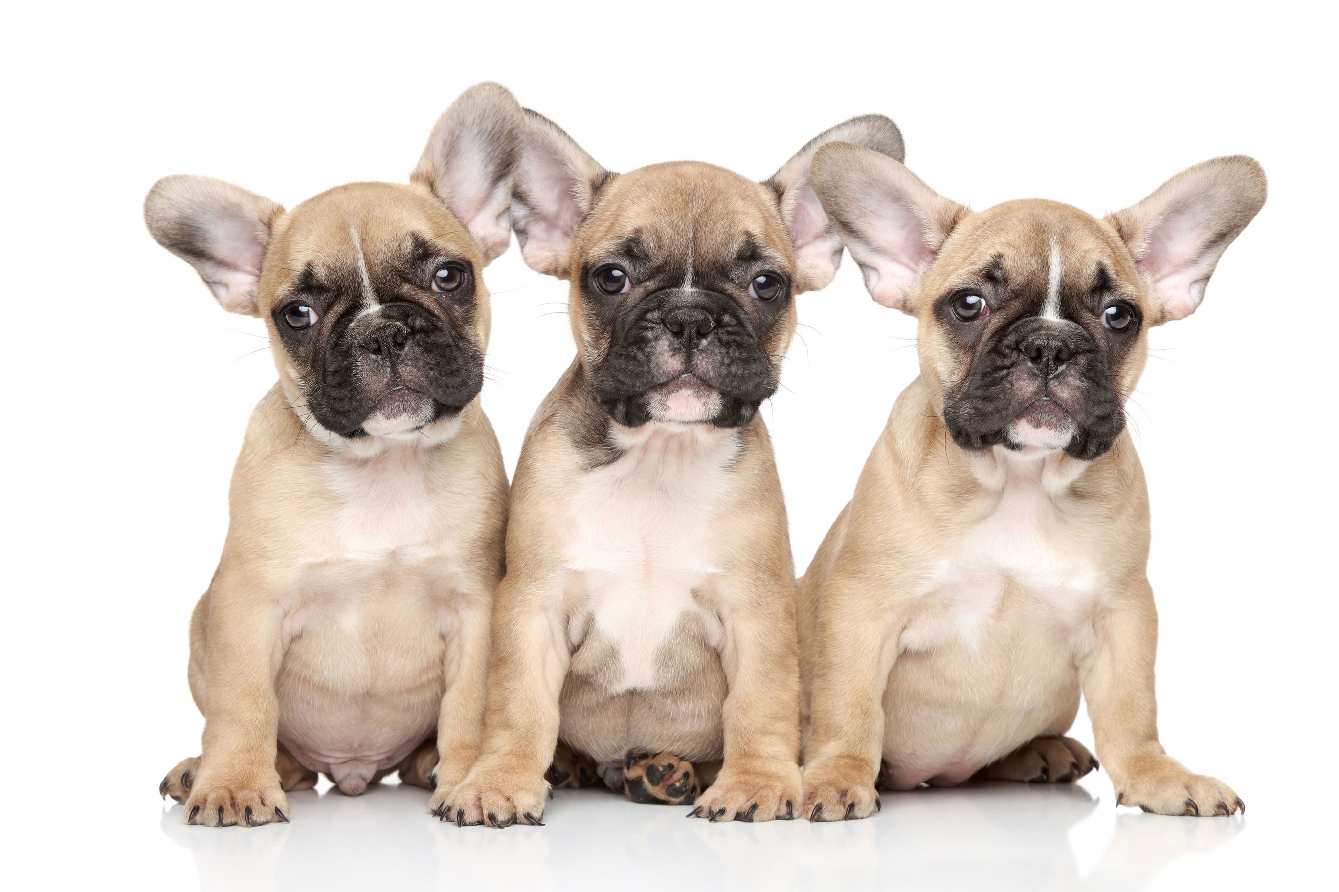 French Bulldog puppies wallpaper. Cute .com