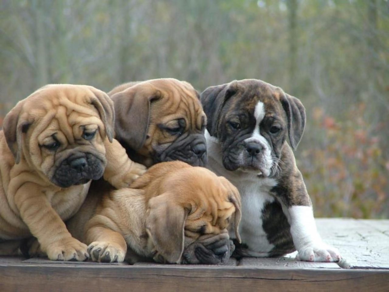 Beautiful Bulldog Puppies That Will .insidedogsworld.com