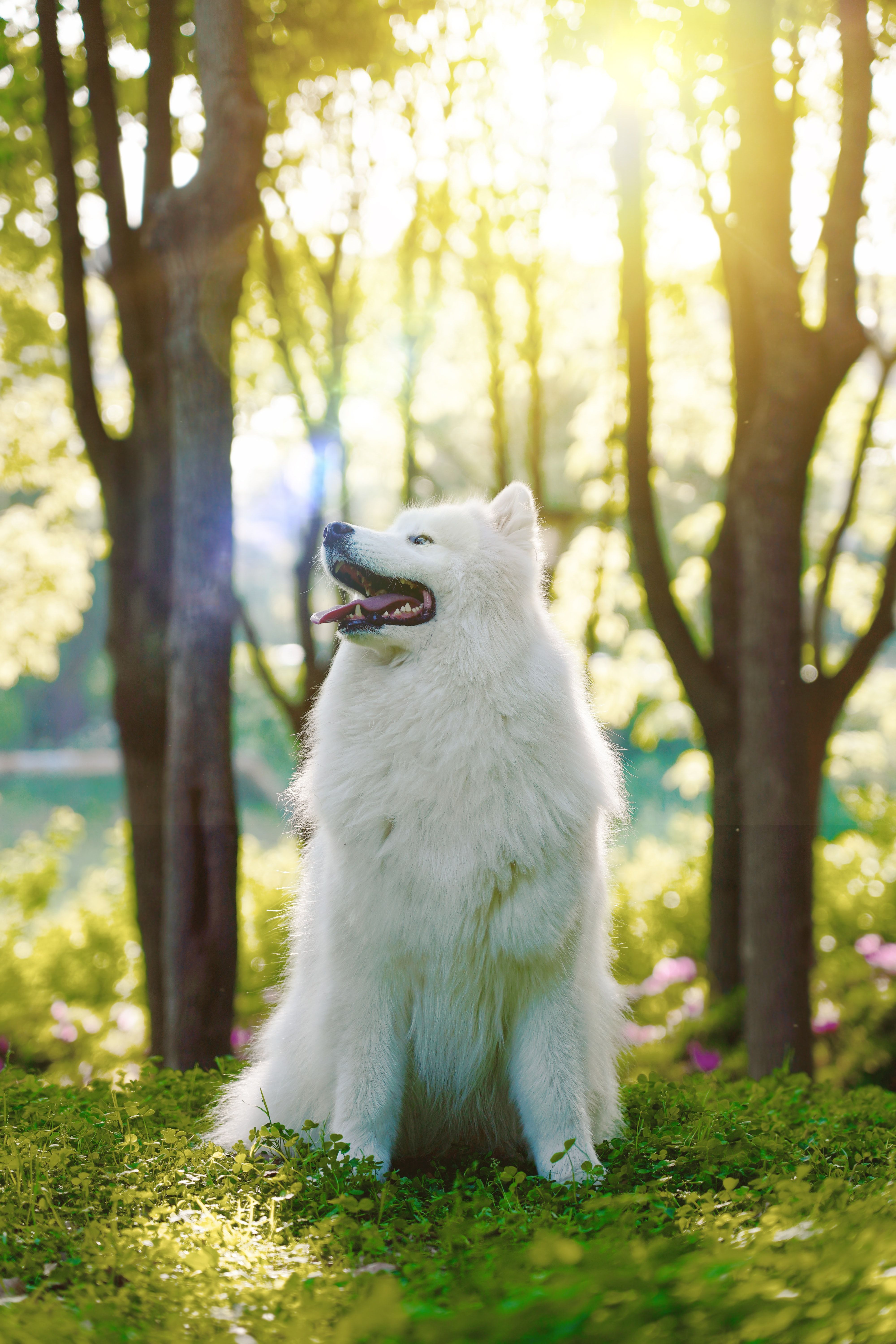 Samoyed Picture. Download Free Image .com