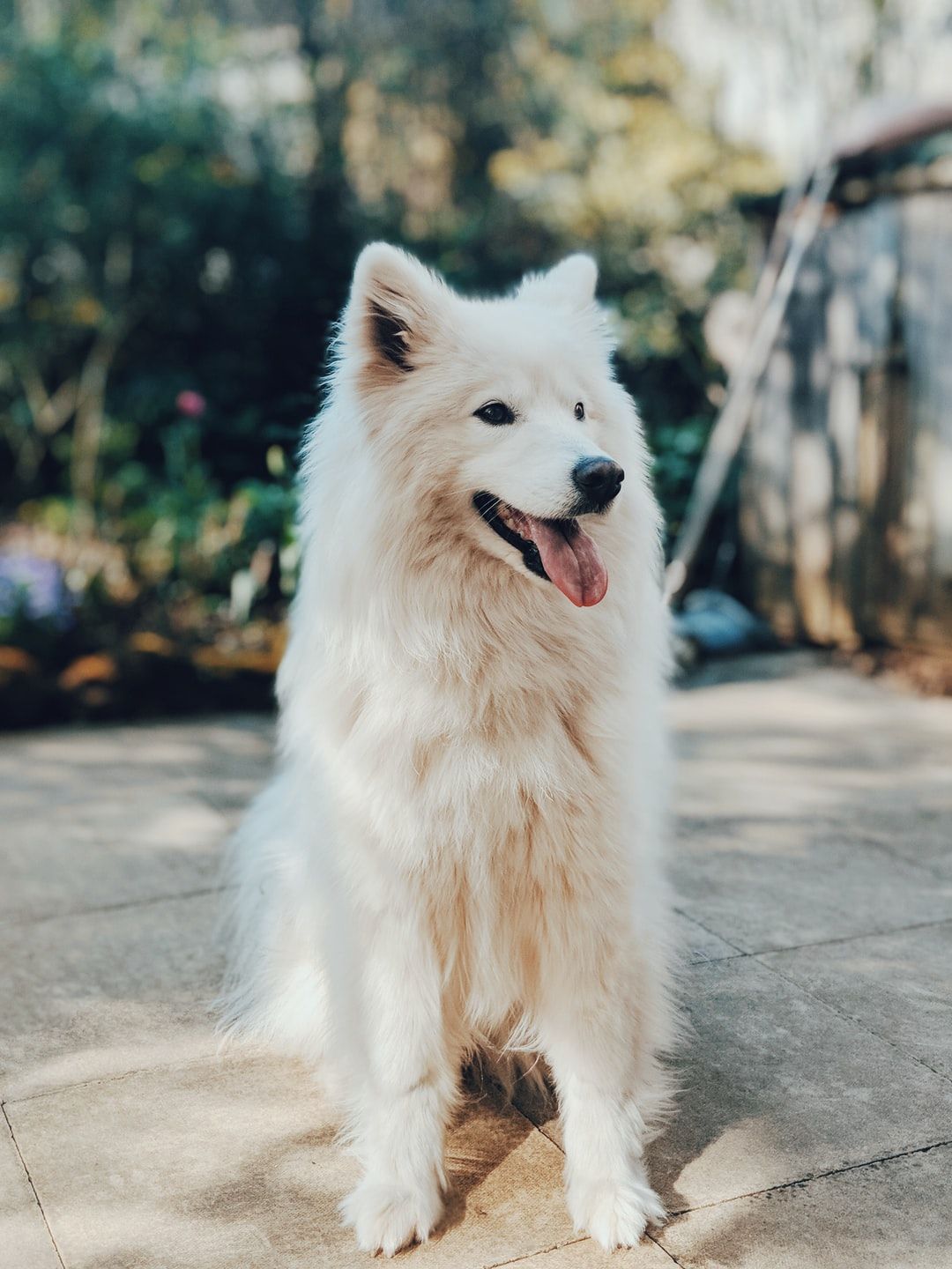 Samoyed Picture. Download Free Image .com