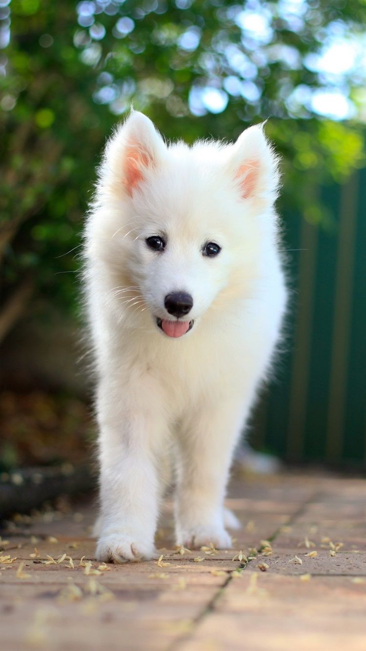 Samoyed Puppy, White Dog 750x1334 .best Wallpaper.net