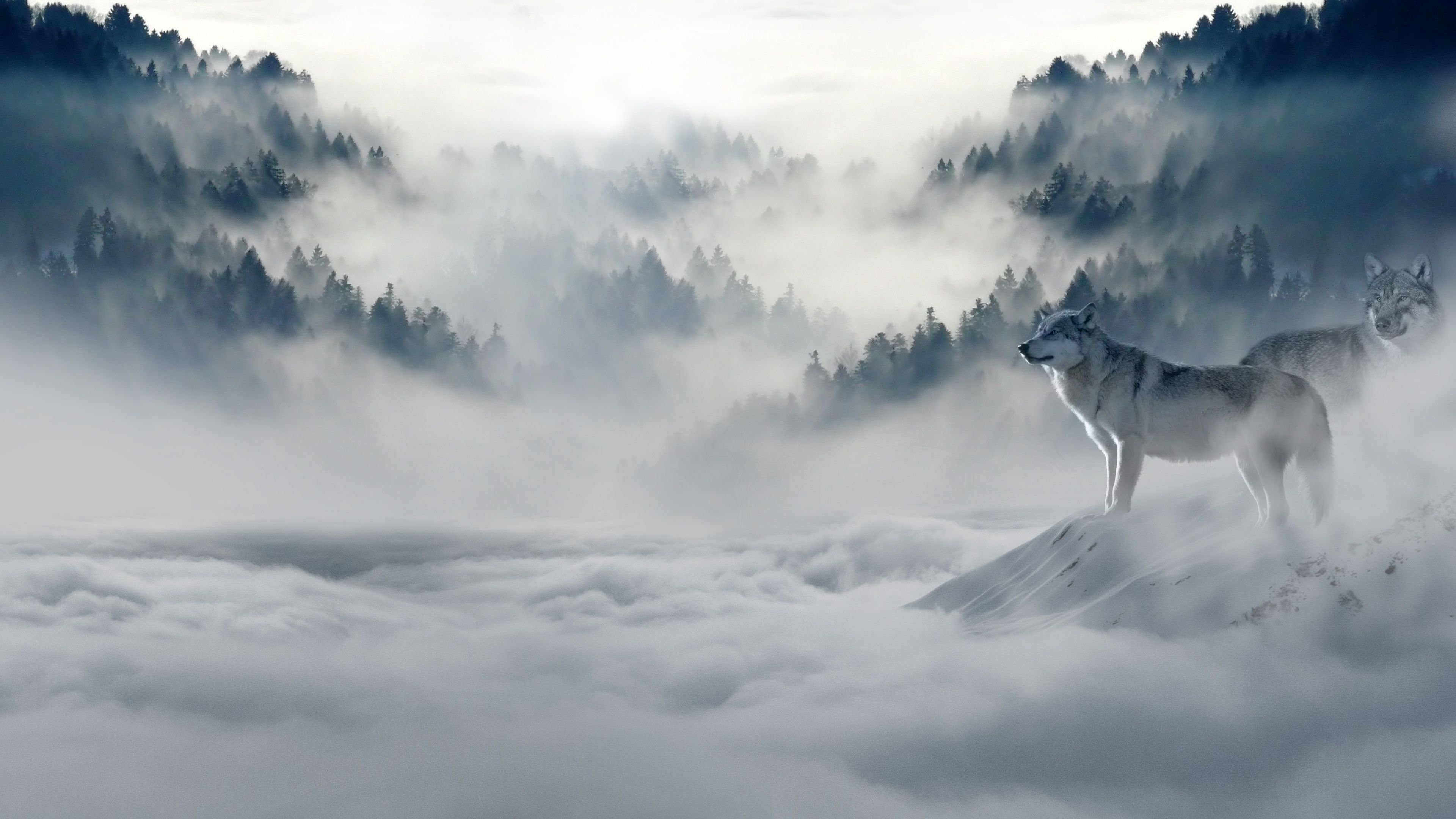 Wolves 4K wallpaper for your desktop or mobile screen free and easy to download