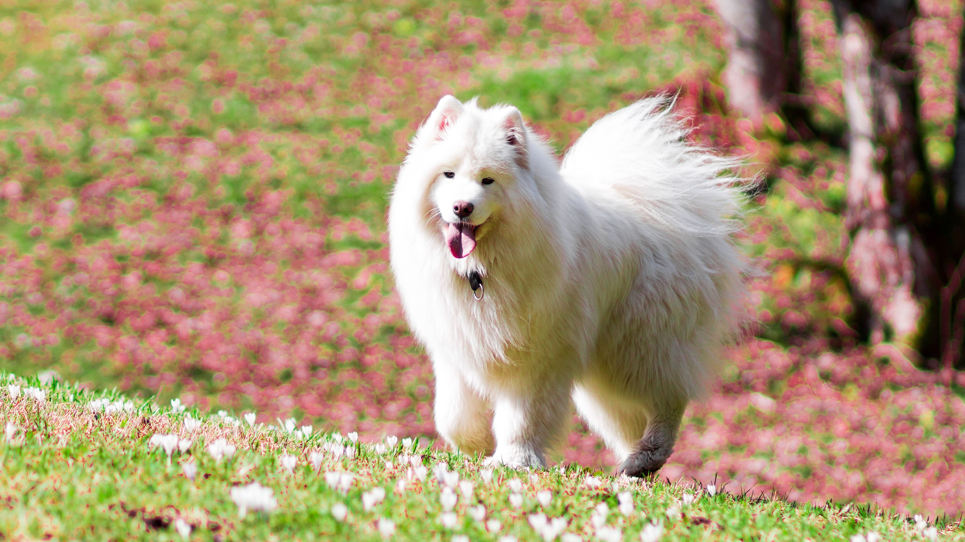 Samoyed dog Dogs White Animals 3840x21601zoom.me