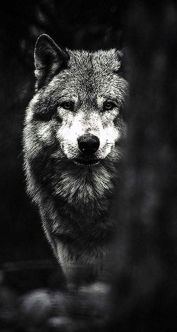 Wolf Wallpaper Wallpaperall Image.net