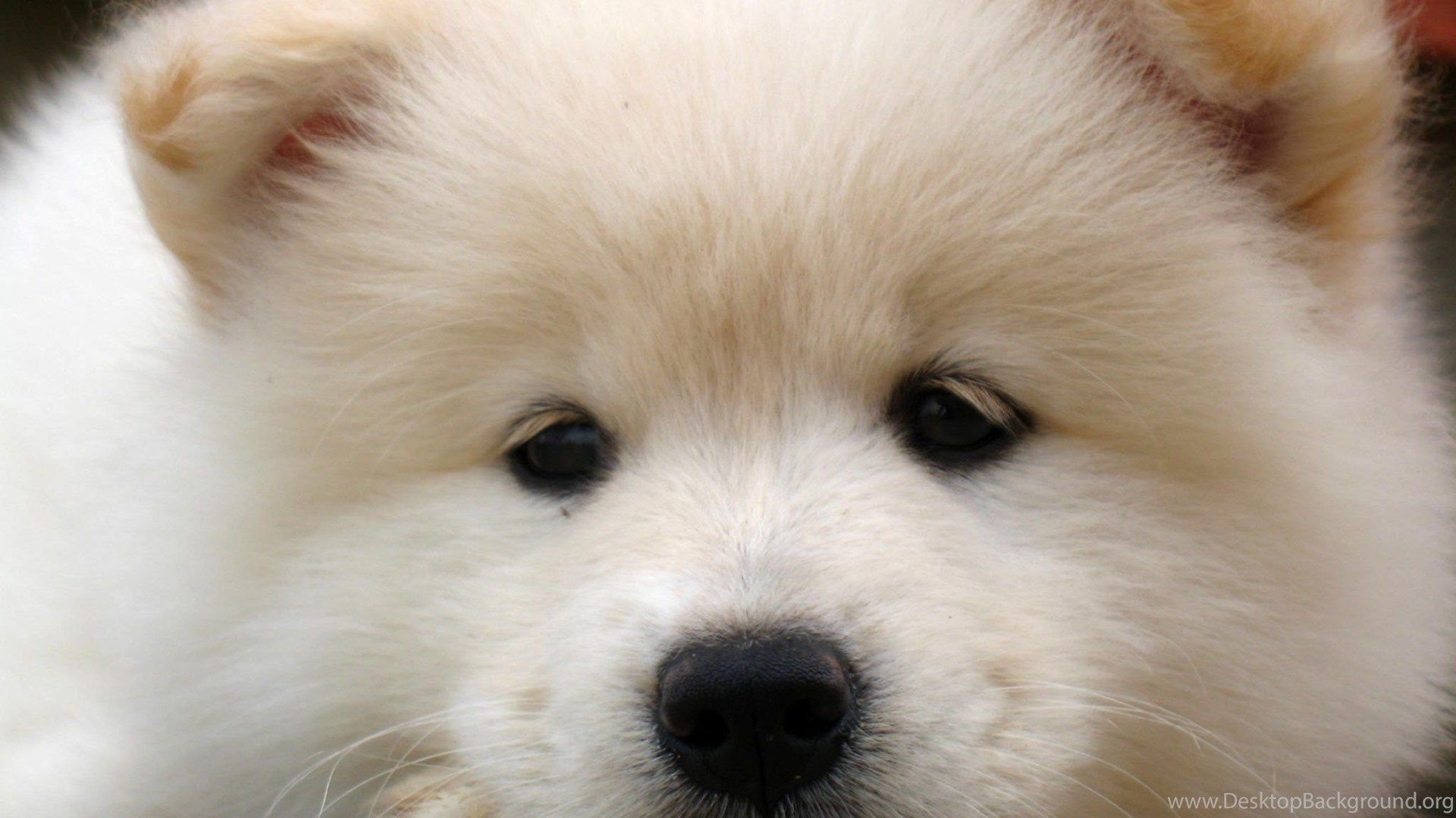 SAMOYED Dog Dogs Canine Baby Puppy .desktopbackground.org