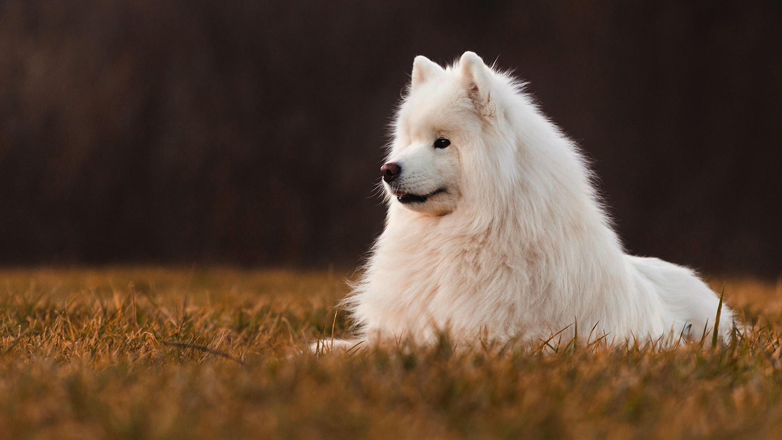 Picture Samoyed dog Dogs White Animals .1zoom.me