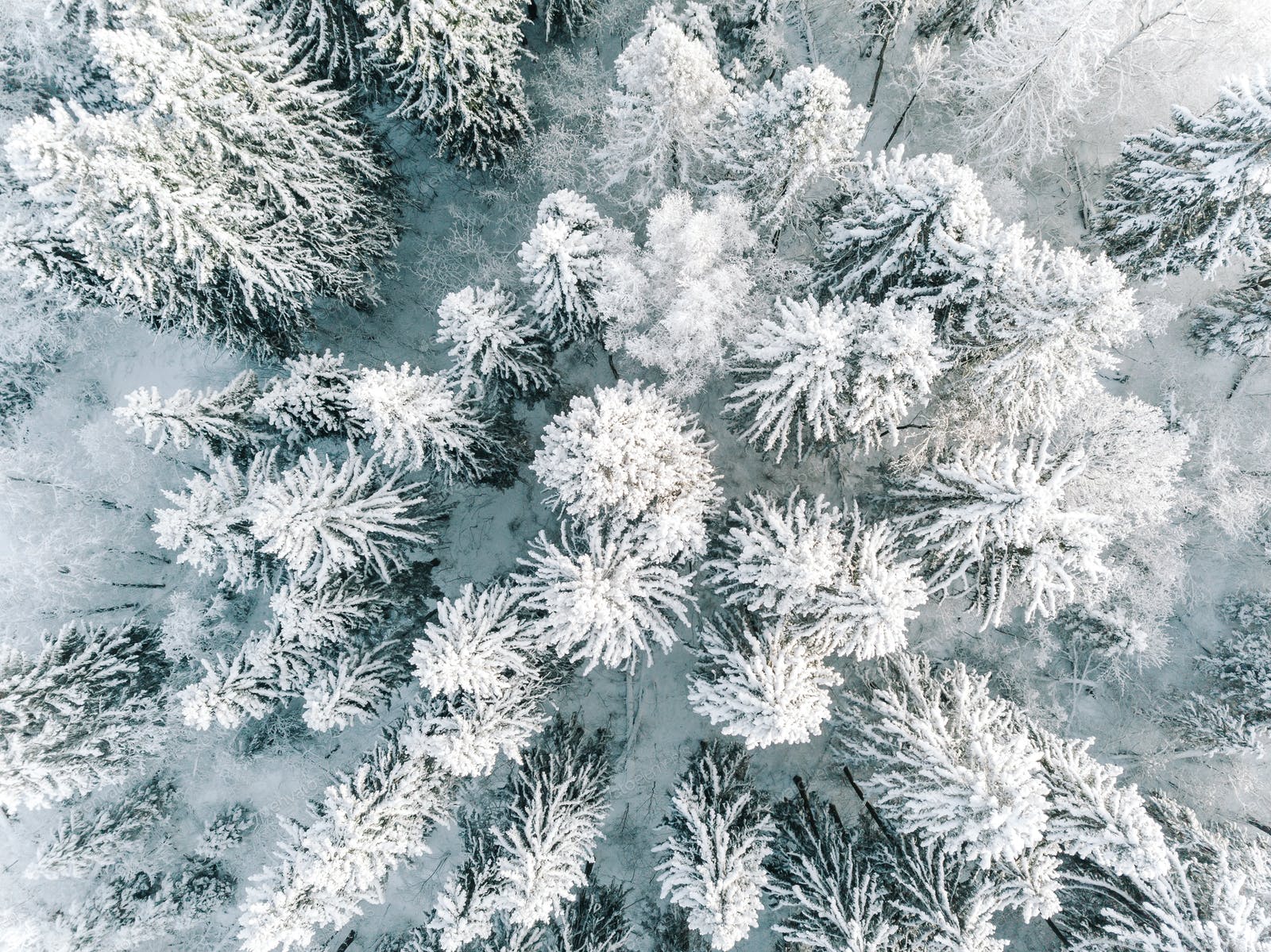 winter forest covered with snow, view .elements.envato.com
