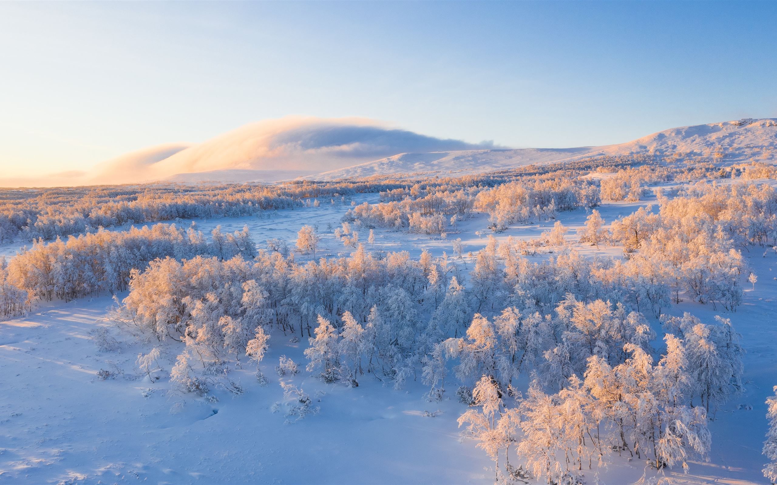 aerial view of snow covered trees .allmacwallpaper.com