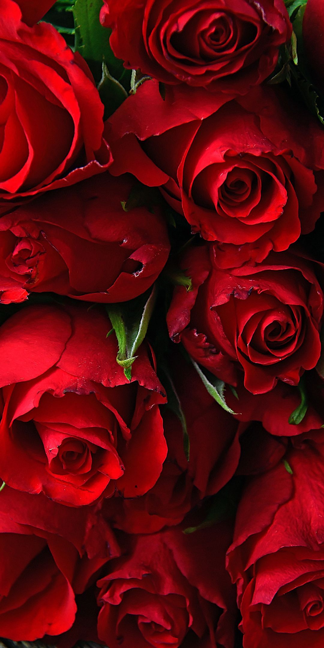 Rose, fresh, red flowers, 1080x2160 .com