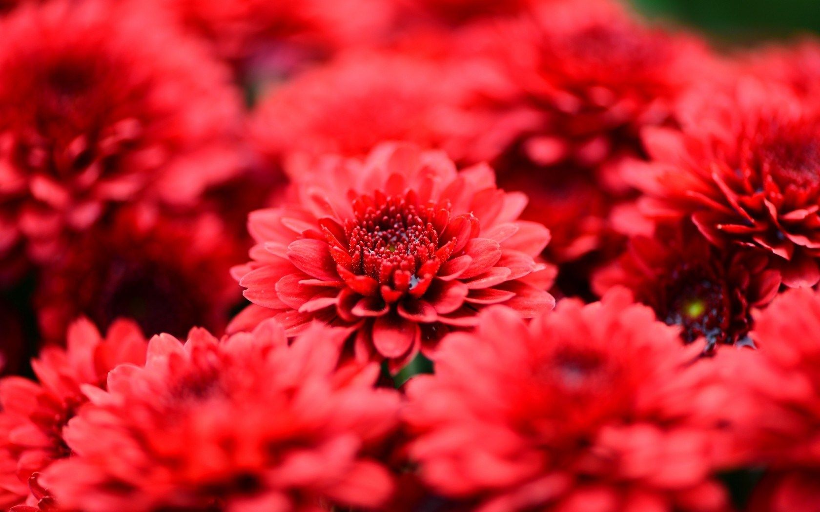 Red Flowers Wallpaper -themes.com