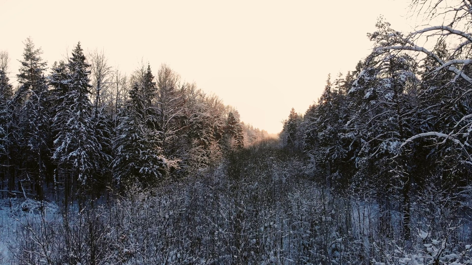 Snow Covered Forest. Footage. Rays .storyblocks.com