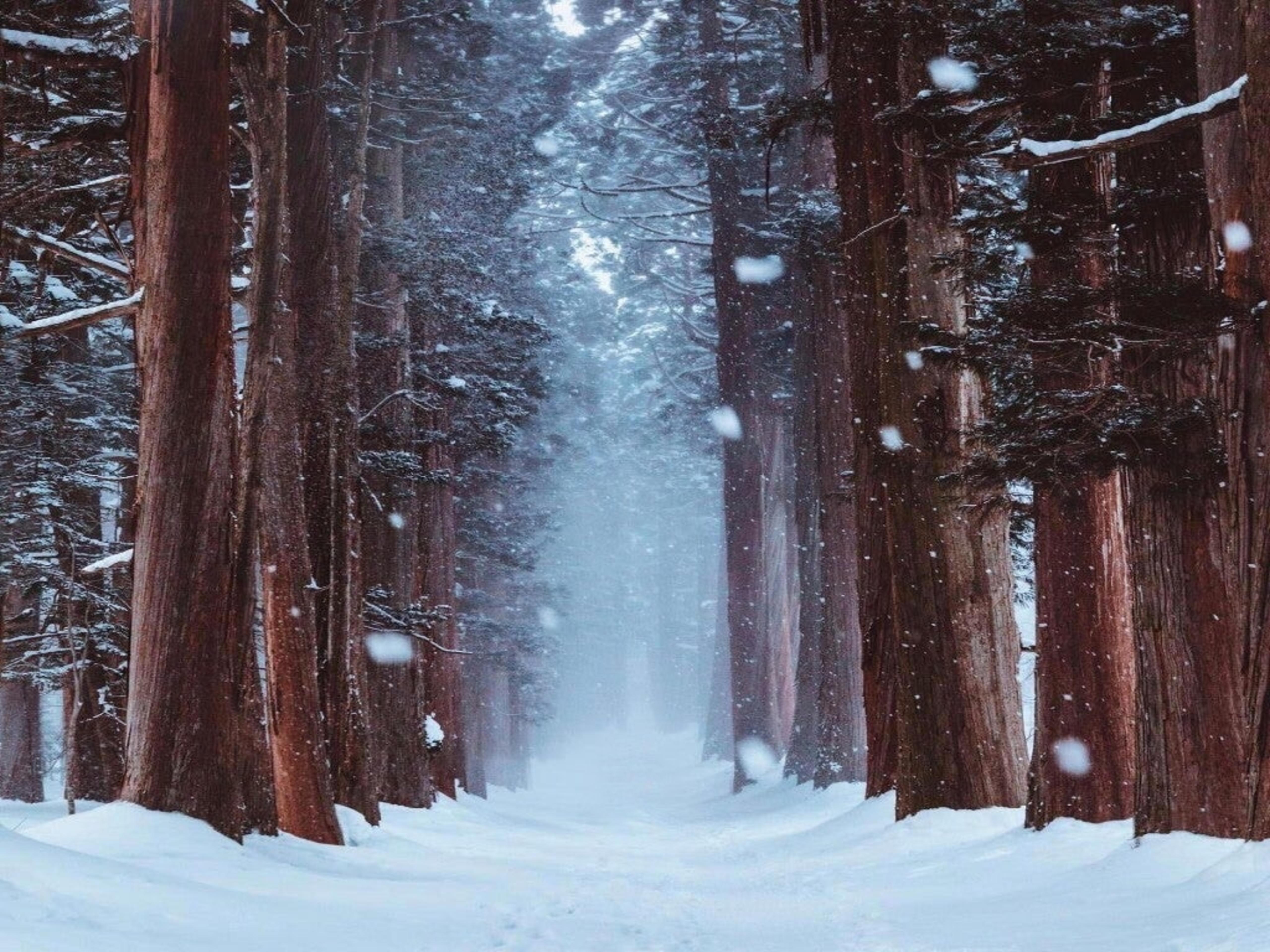 Snowy Forest 4K wallpaper