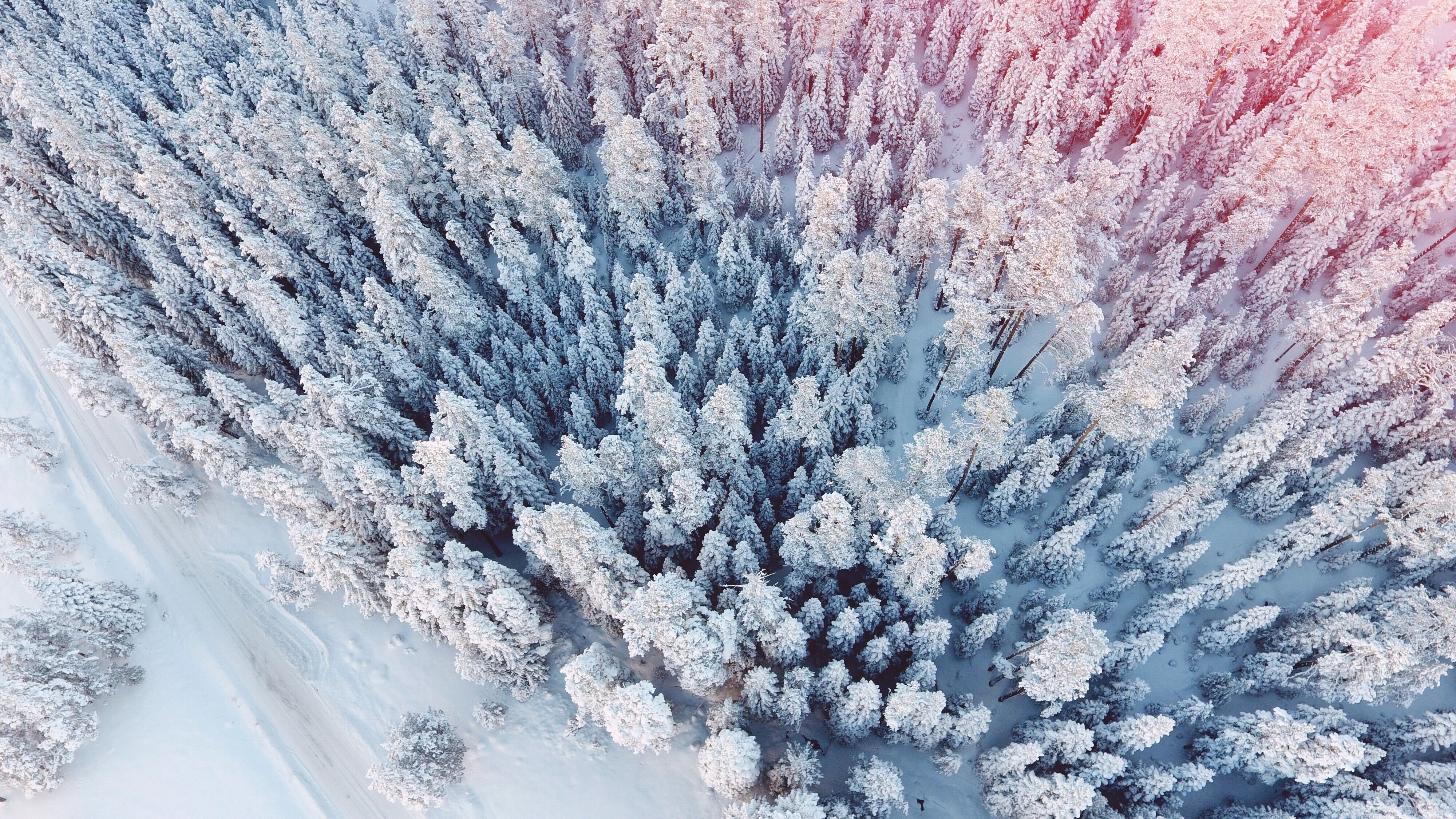 aerial photography of trees covered .peakpx.com
