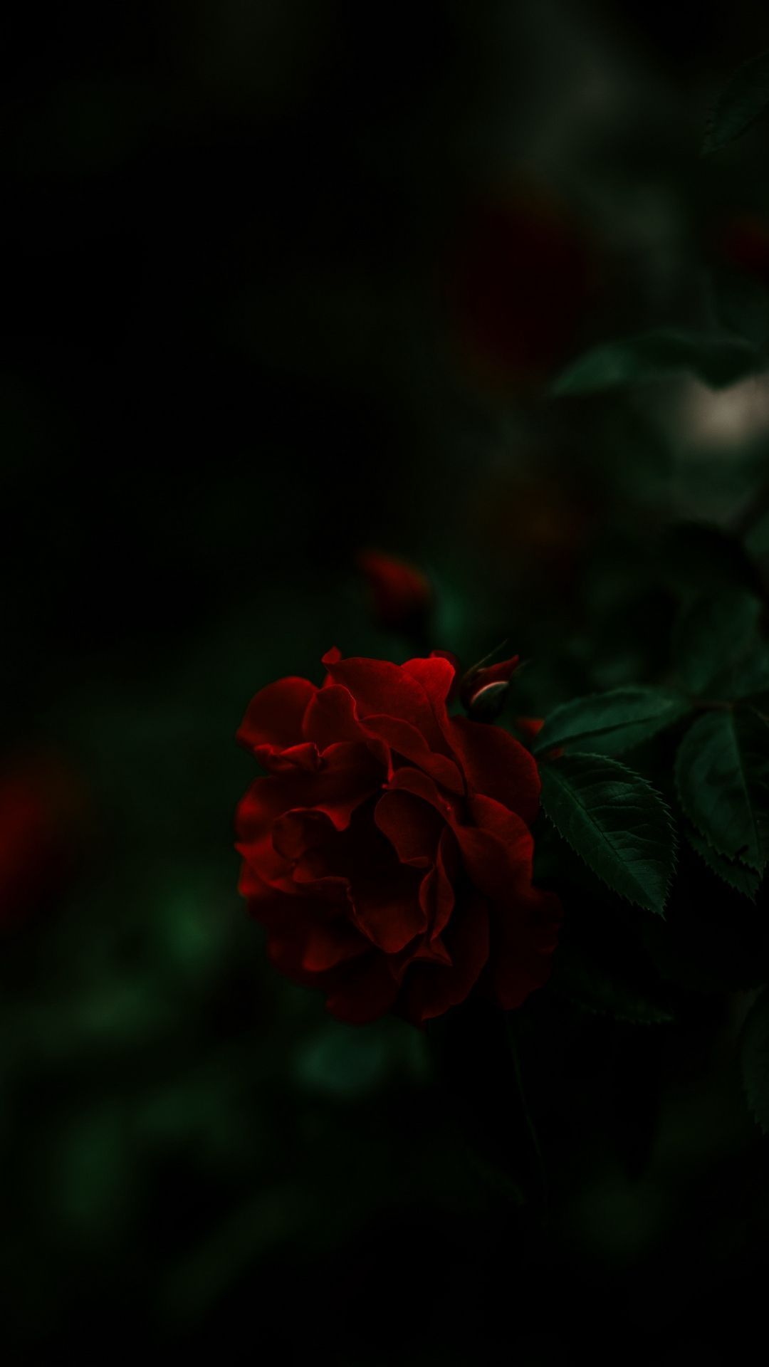 Black and Red Flower Wallpaper .wallpaperaccess.com