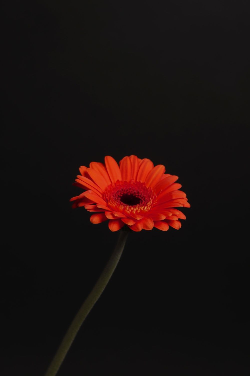 Red Daisy Picture. Download Free .com