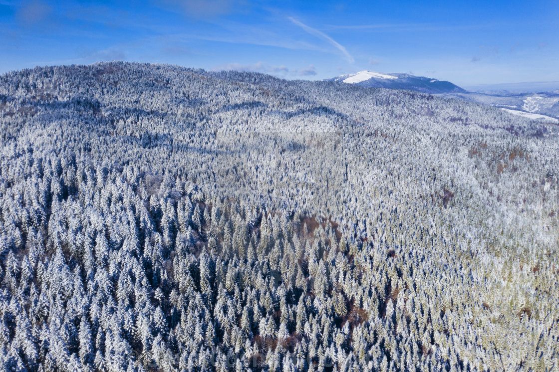 Aerial view of evergreen forest in .picfair.com