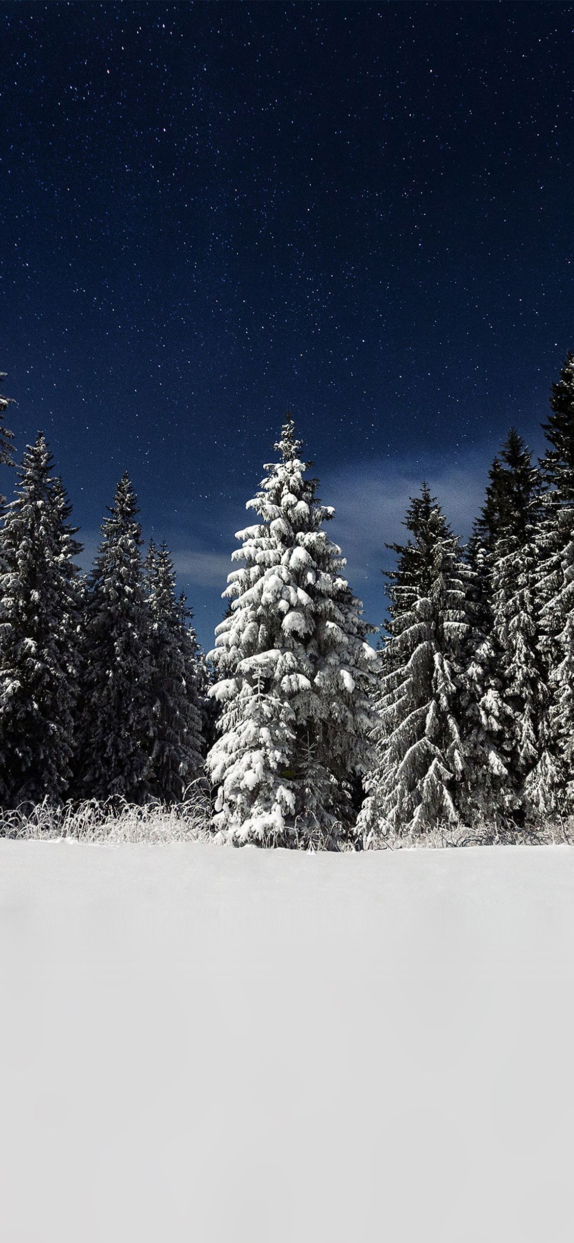 Snow Winter Wood Mountain Sky Star Night Wallpaper