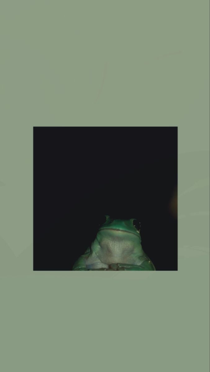 cute frog wallpaper aesthetic. Frog wallpaper, Cute frogs, Frog picture